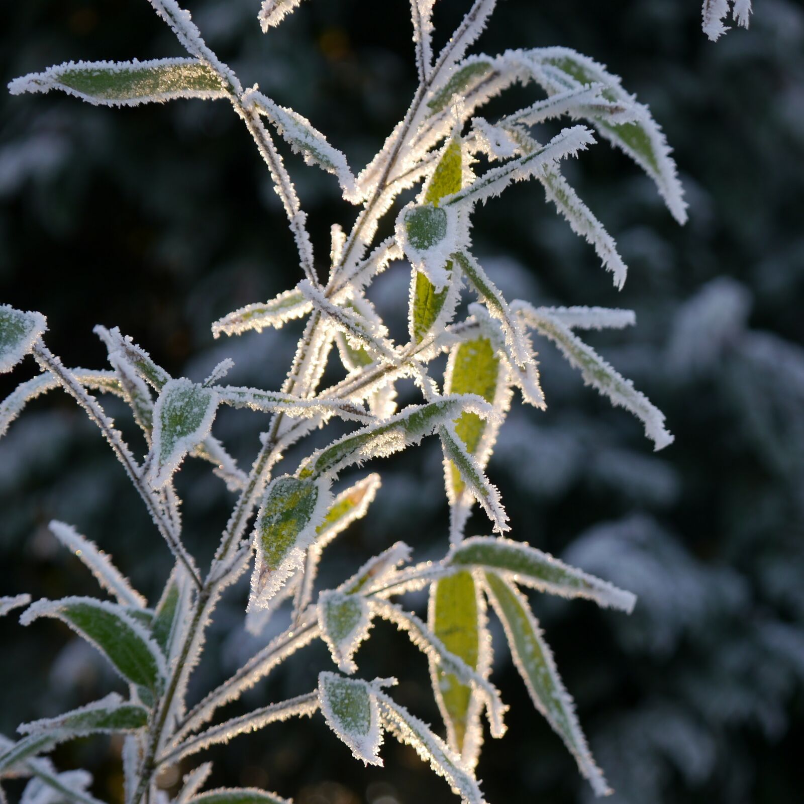 Panasonic Lumix DMC-G5 sample photo. Ice, winter, snow photography
