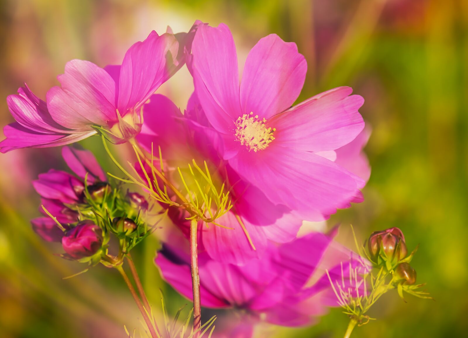 Fujifilm XF 55-200mm F3.5-4.8 R LM OIS sample photo. Cosmea, flowers, double exposure photography