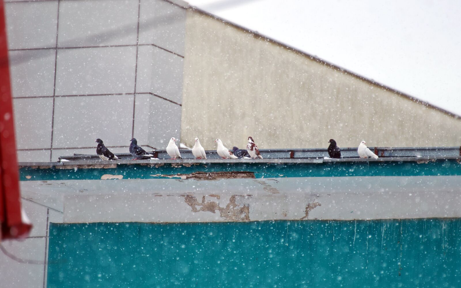 Nikon D5300 sample photo. Birds, pigeons, plumage photography