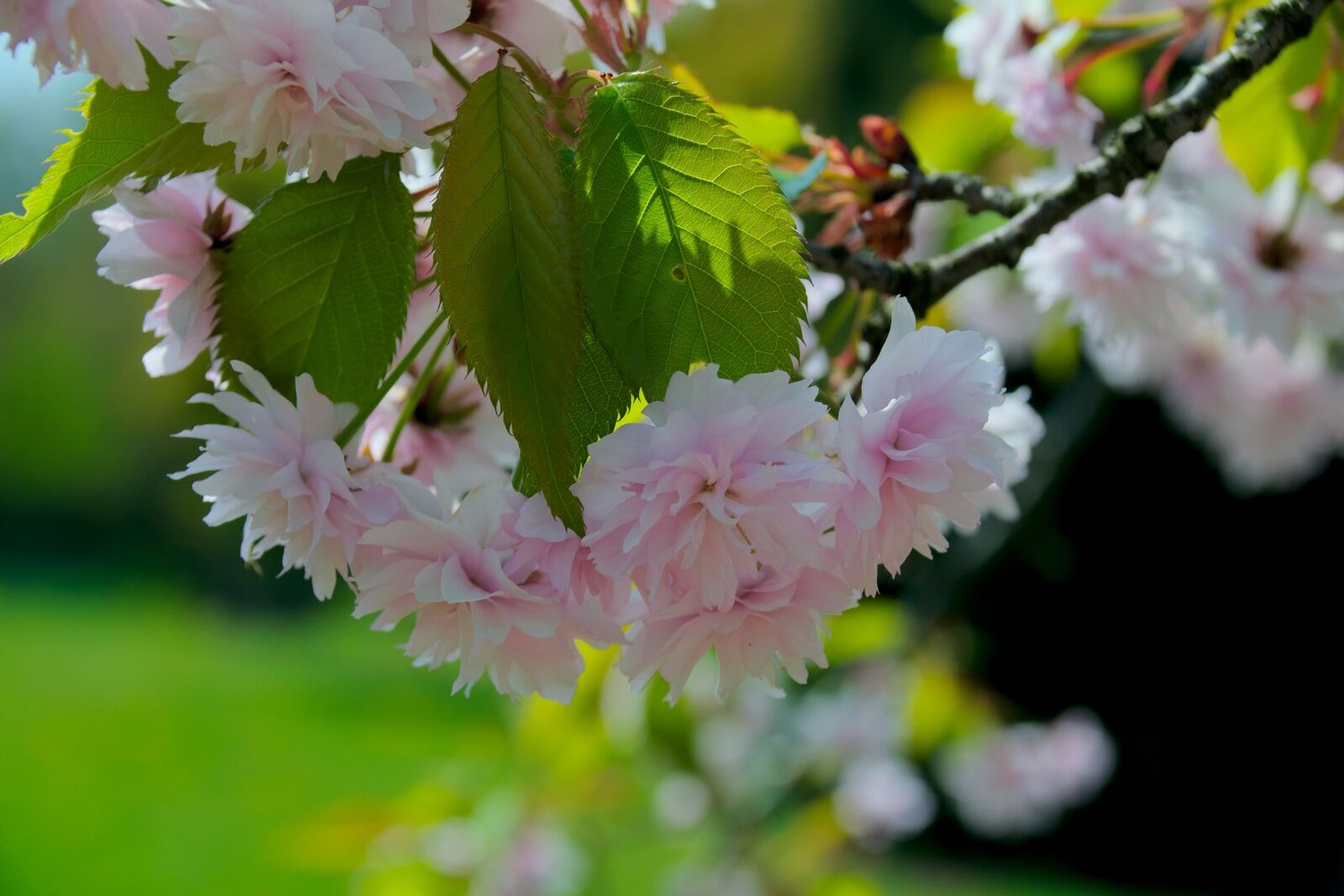 Nikon D3300 sample photo. Spring, flower, tree photography