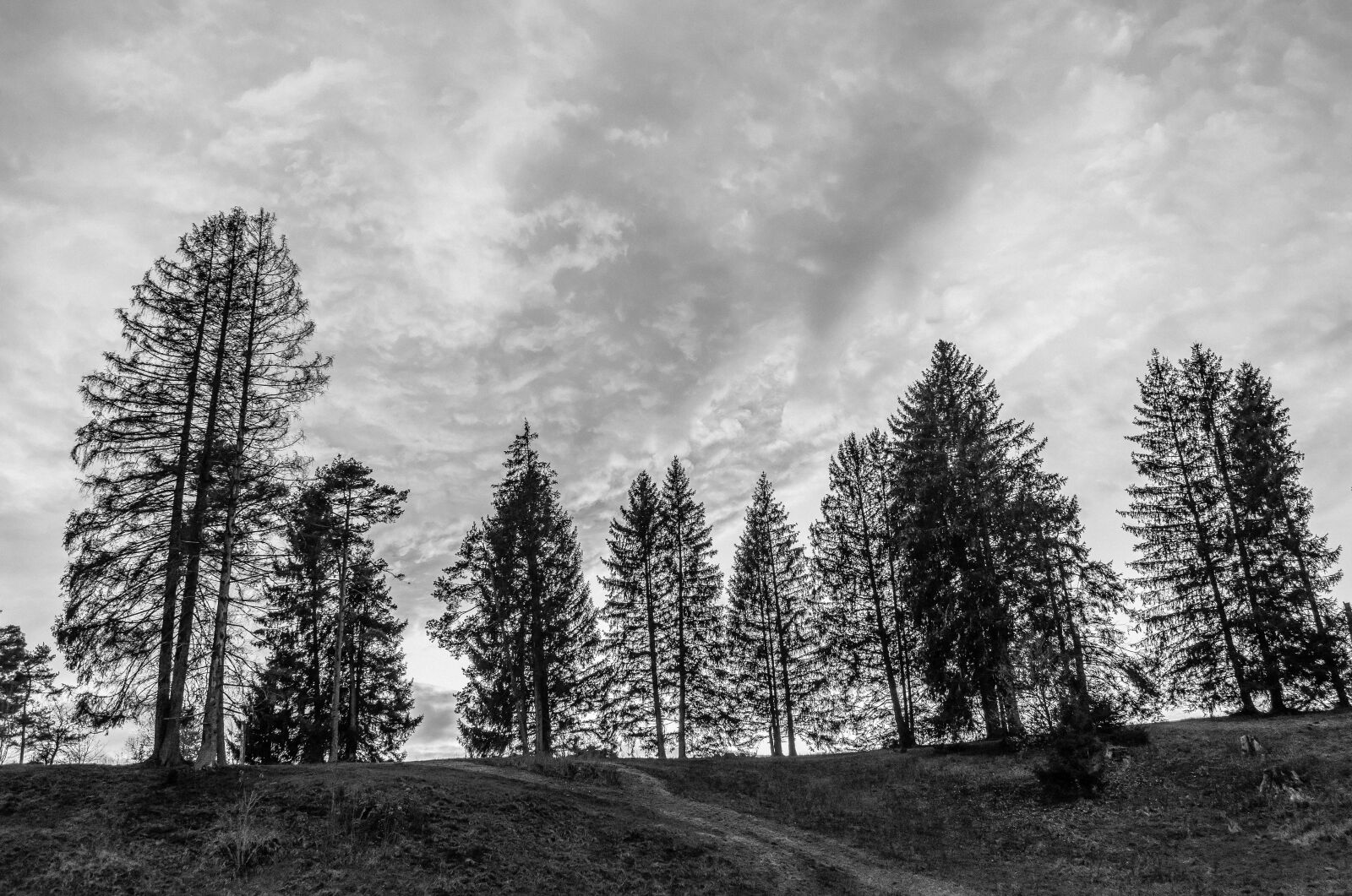 Nikon D5500 sample photo. Black and white, black photography
