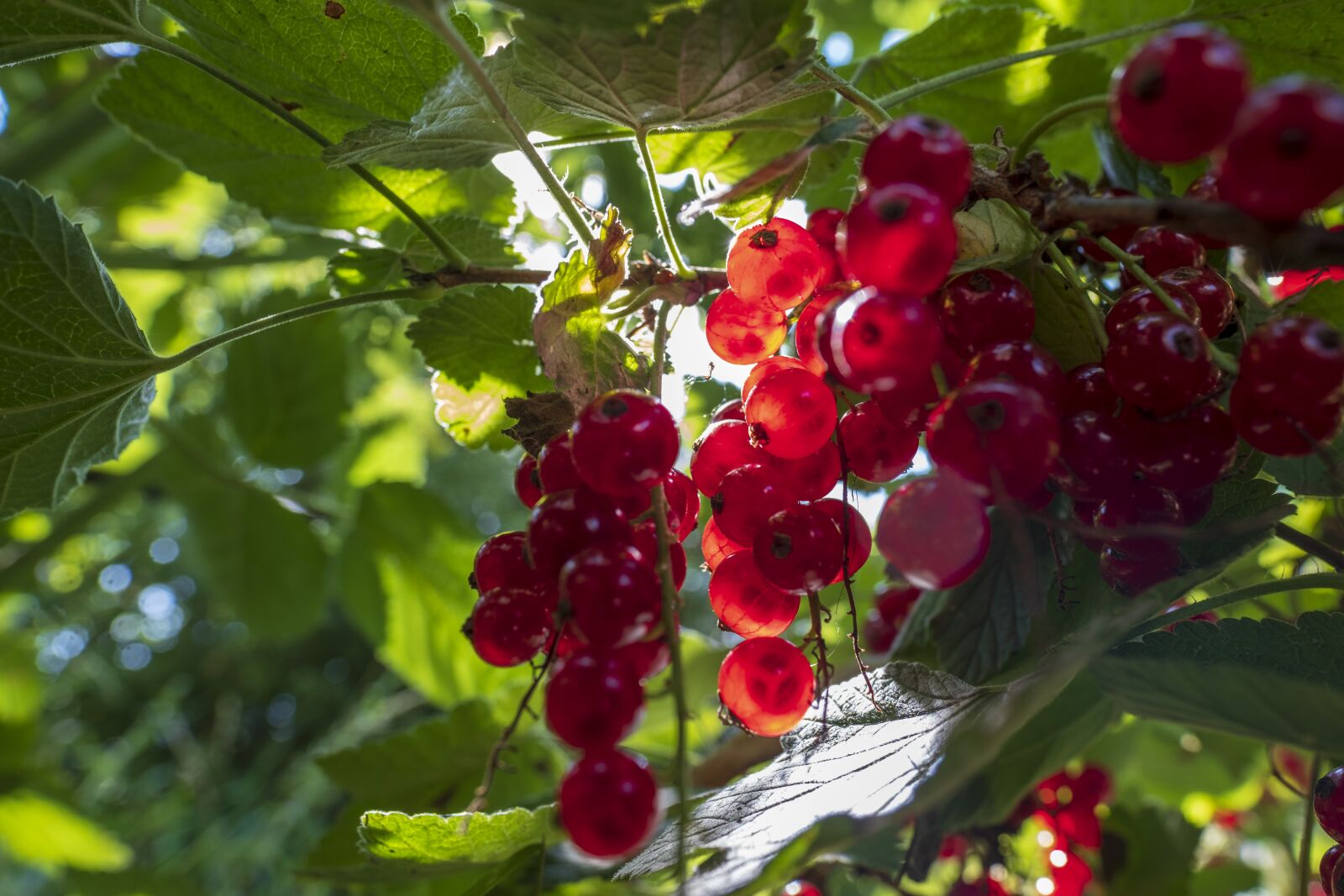 Fujifilm X-T2 sample photo. Currants, fruit, fruits photography