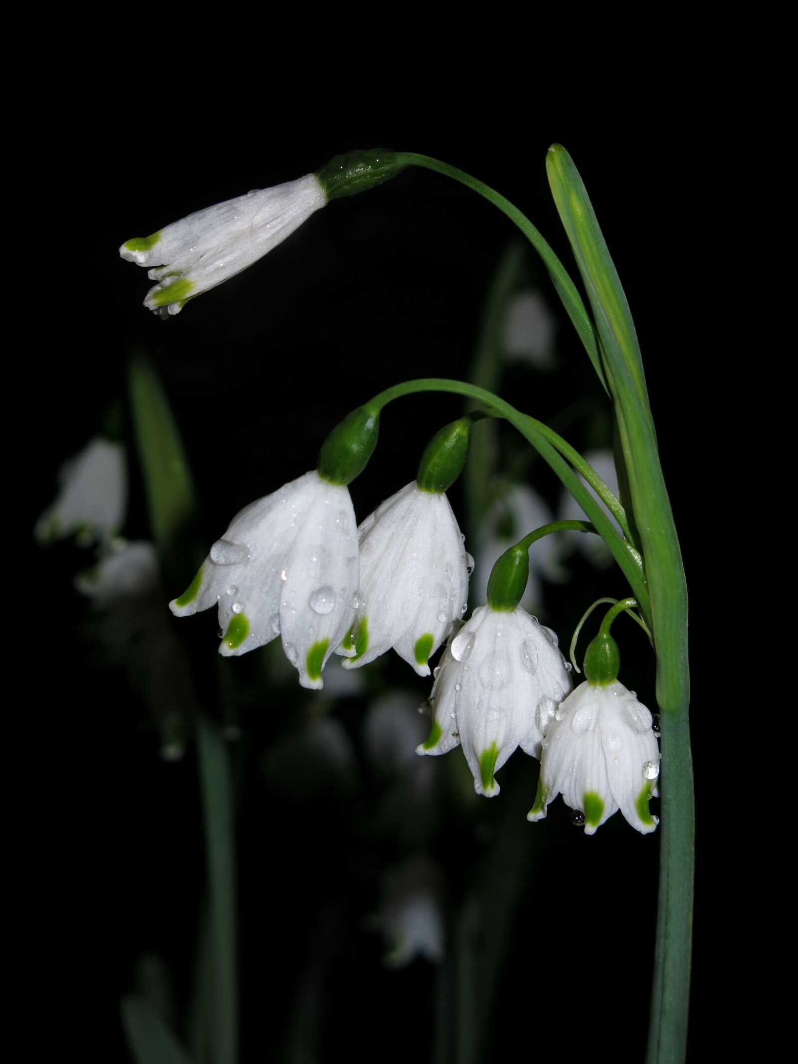 Canon PowerShot G15 sample photo. Snowflake, spring knotenblume, leucojum photography