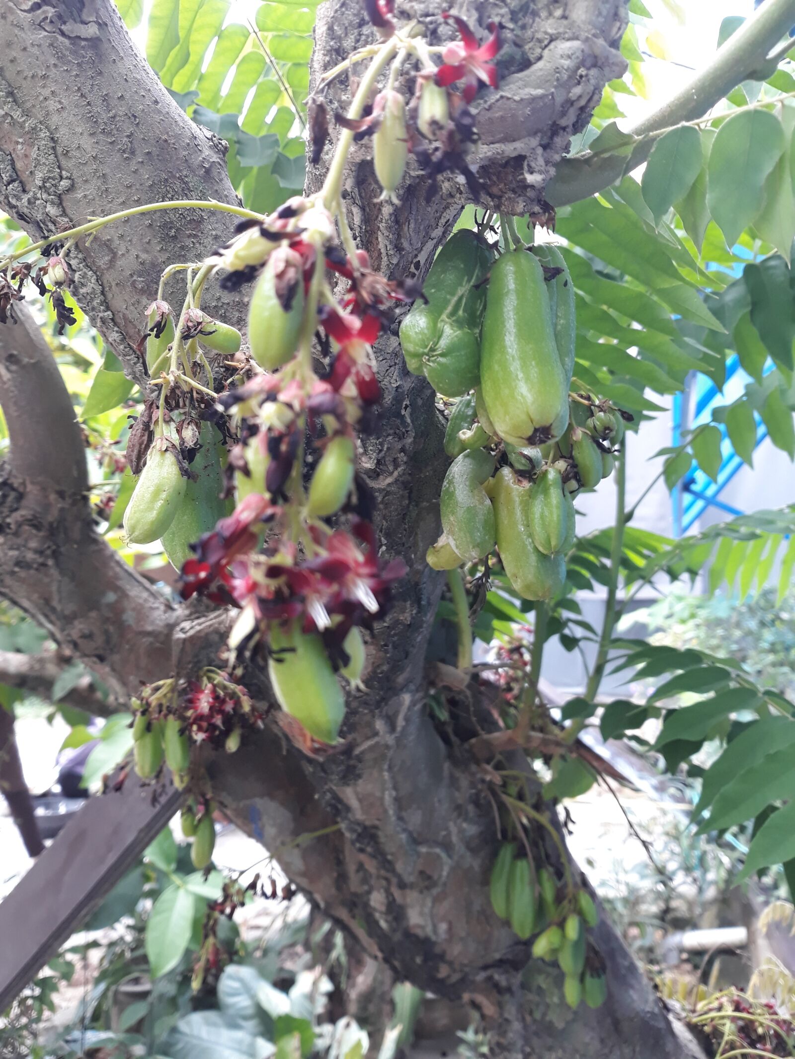 Samsung Galaxy J7 Pro sample photo. Fruit, sour, indonesianfruit photography