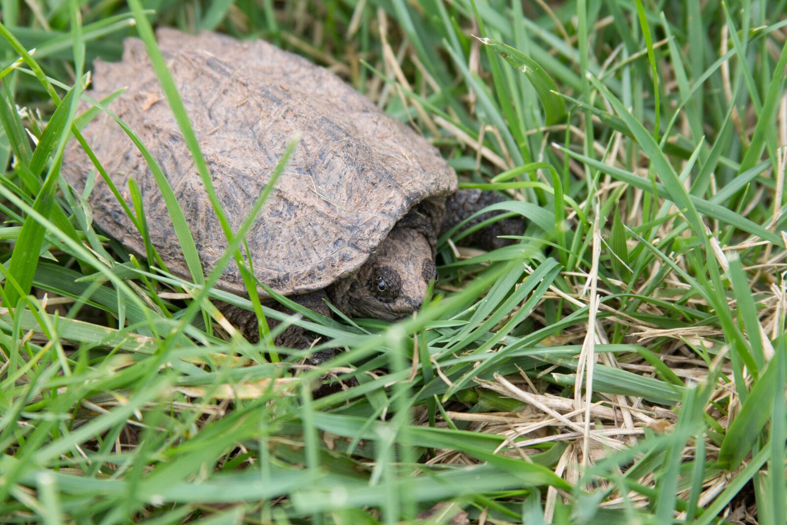 Canon EOS 60D + Canon EF 28-135mm F3.5-5.6 IS USM sample photo. Snapping turtle, animal, nature photography