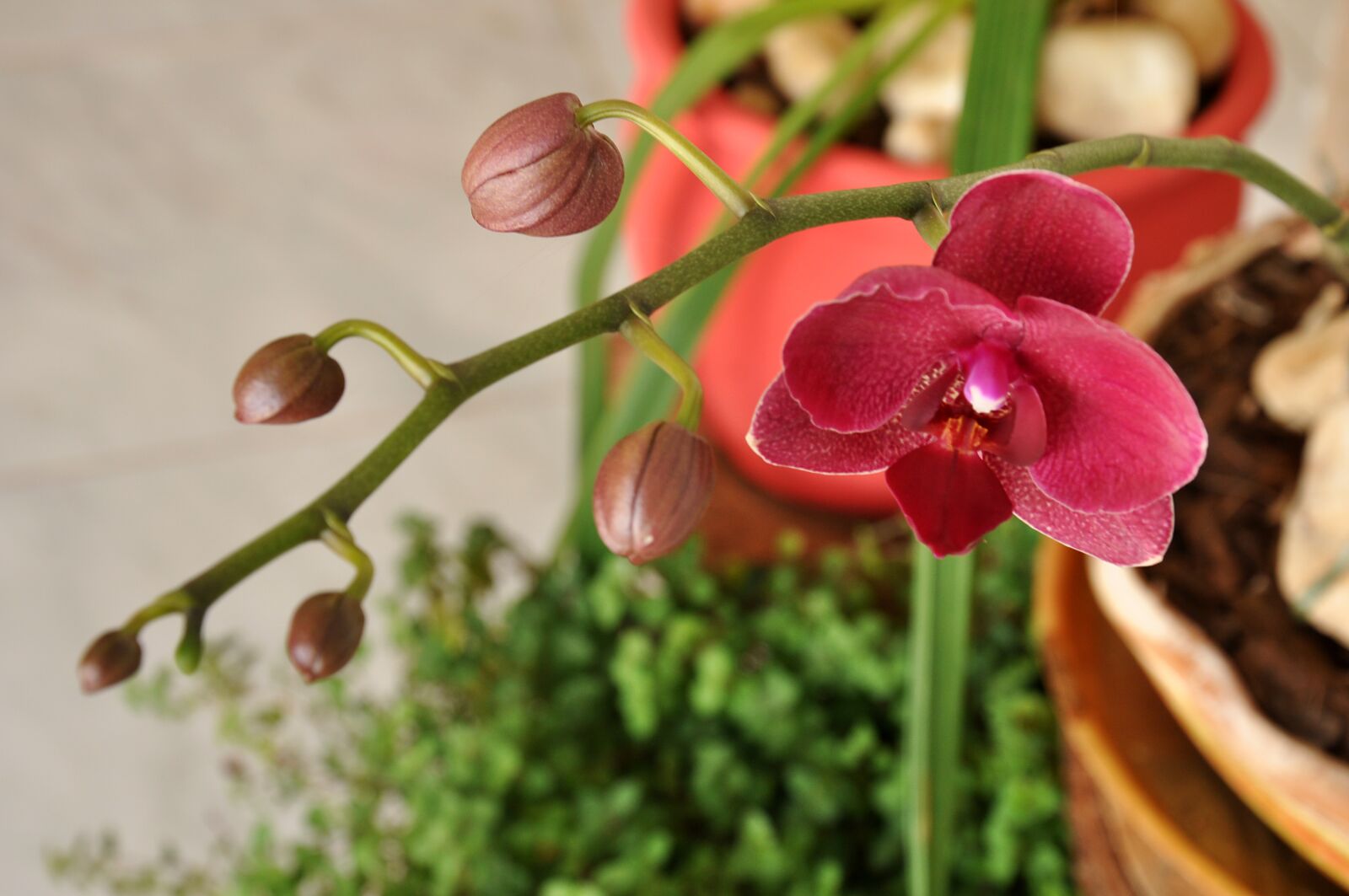 Nikon D90 sample photo. Flowers, flora, botany photography