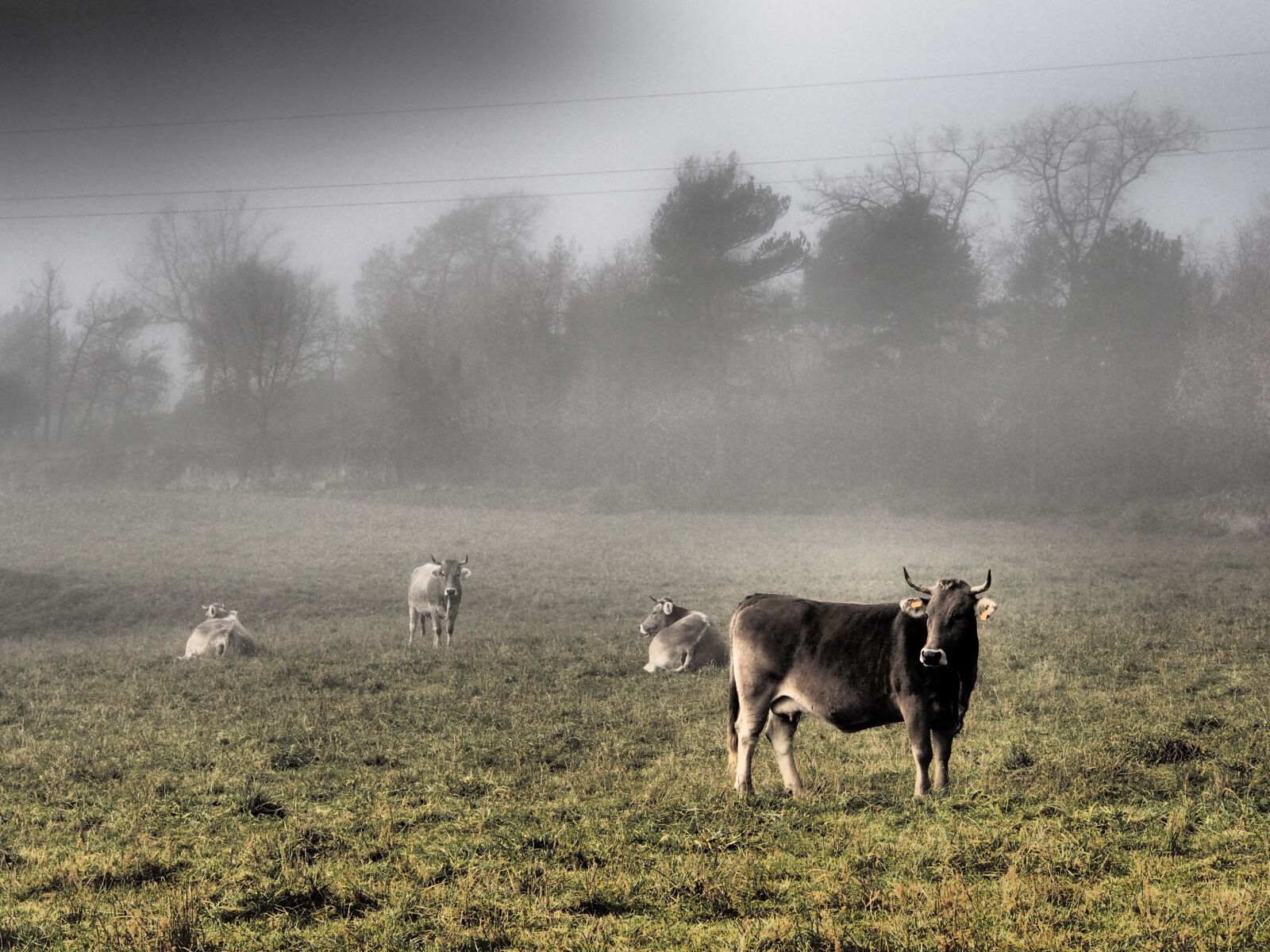 Olympus OM-D E-M5 sample photo. Landscape, cow, nature photography