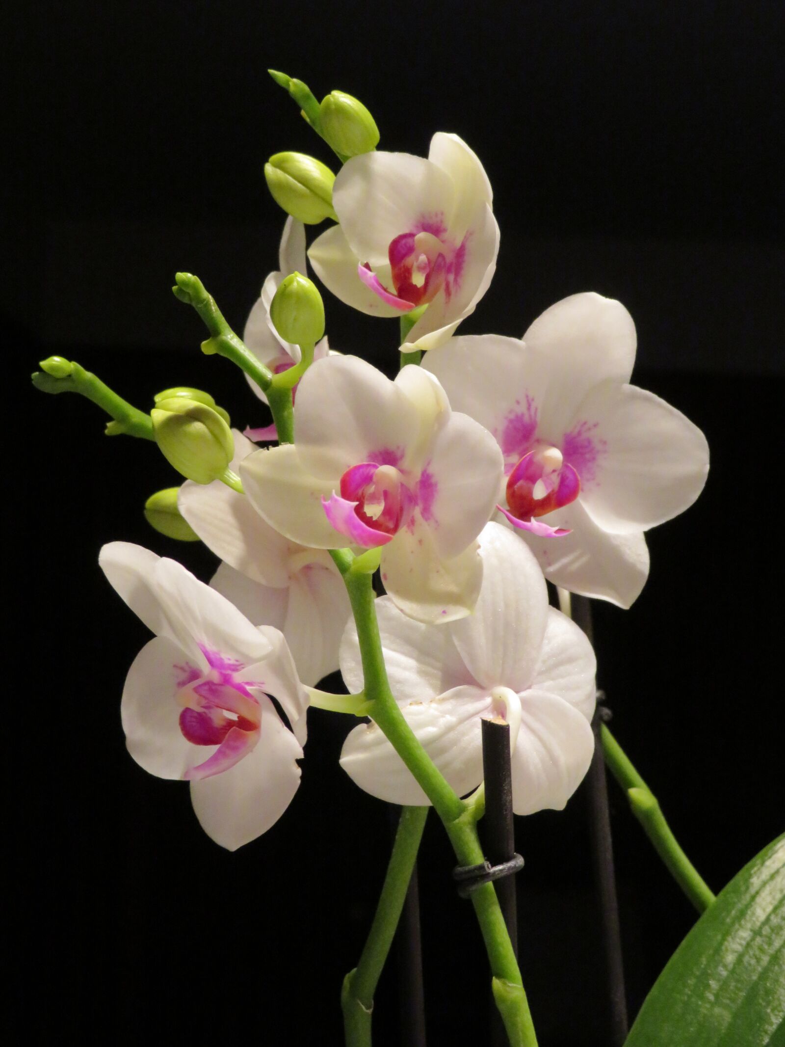 Canon PowerShot SX720 HS sample photo. Flower, orchid, white and photography