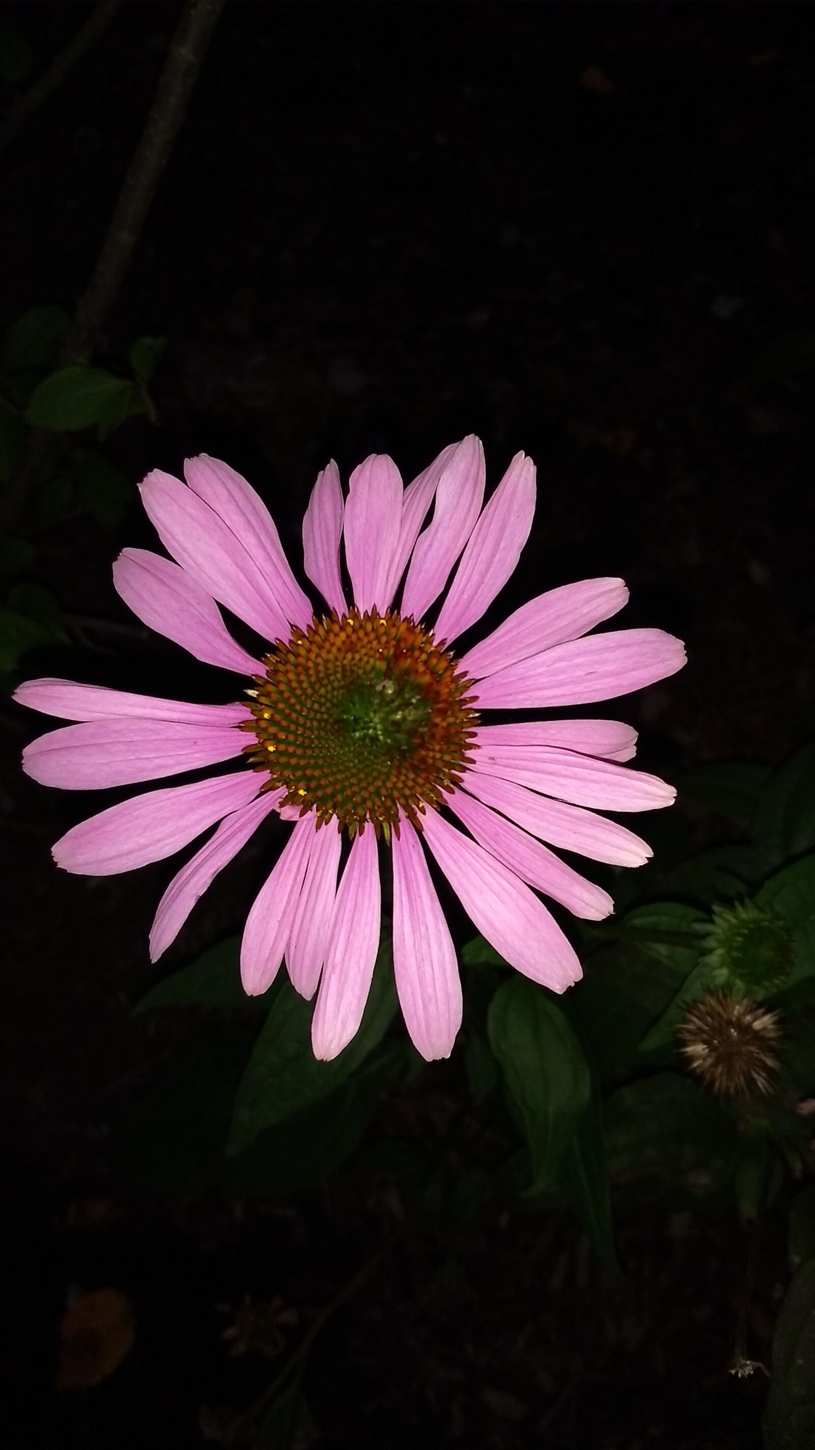 Motorola Moto G (5) Plus sample photo. Flower, gardening, floral photography