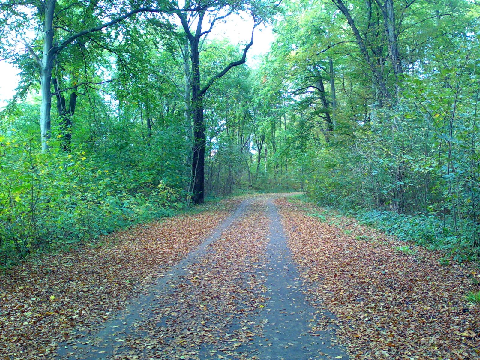 Nokia E90 sample photo. Autumn, forrest, leaves, trees photography