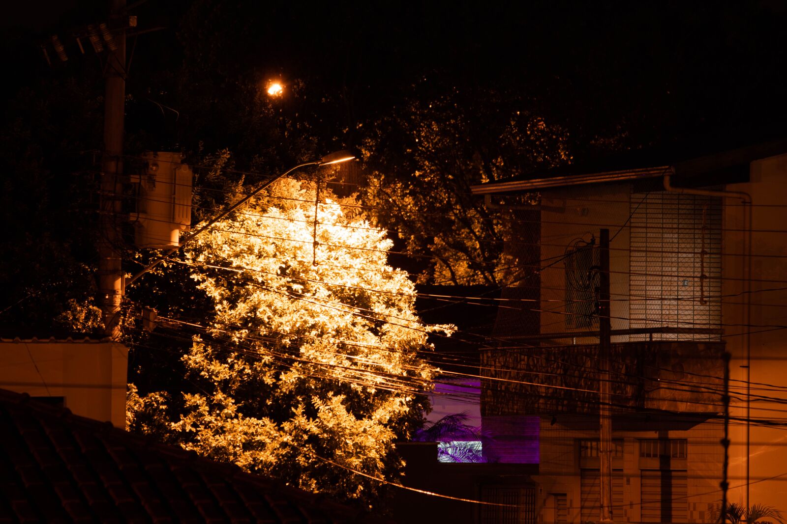 Canon EOS 1300D (EOS Rebel T6 / EOS Kiss X80) sample photo. Night, tree, street photography