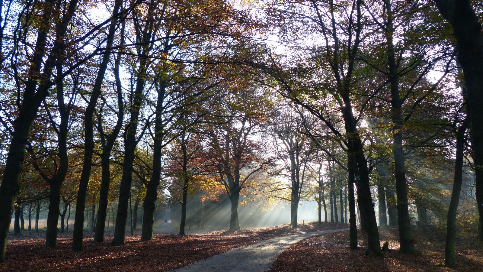 Panasonic Lumix DMC-FZ200 sample photo. Autumn, trees, veluwe photography