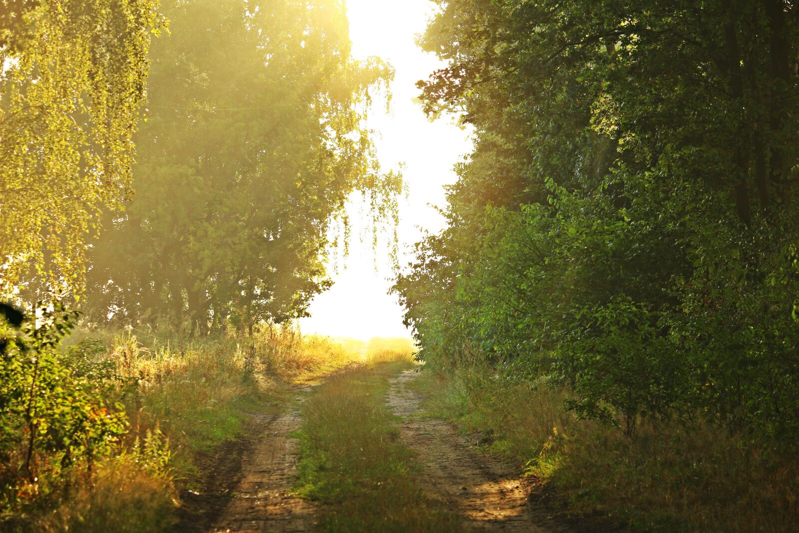 Canon EOS 100D (EOS Rebel SL1 / EOS Kiss X7) sample photo. Light, sun, fog photography