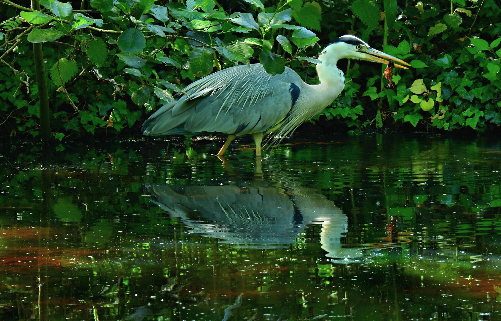Nikon Coolpix P900 sample photo. Heron, wading bird, animal photography