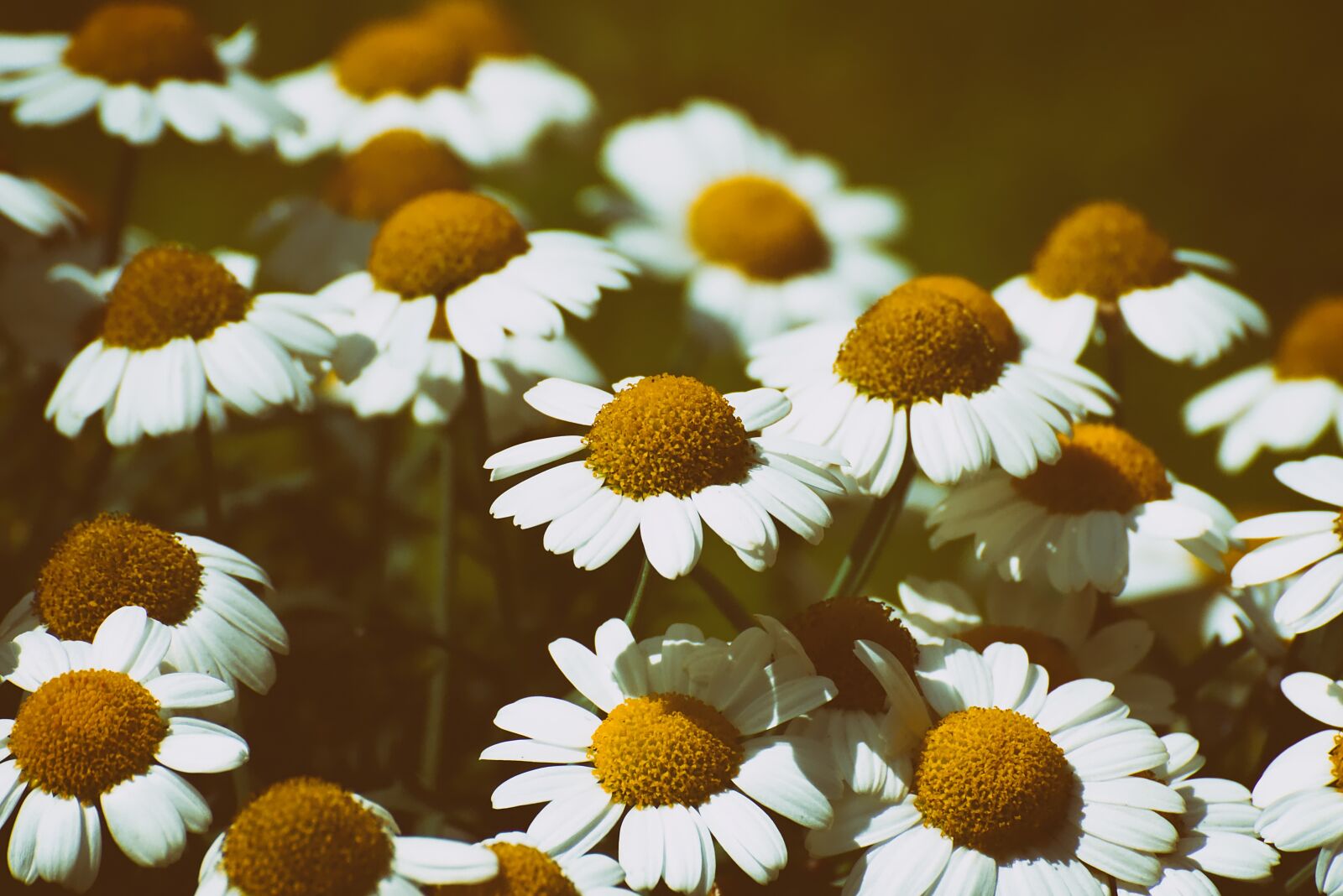 Nikon D7200 sample photo. Daisies, flower, summer photography