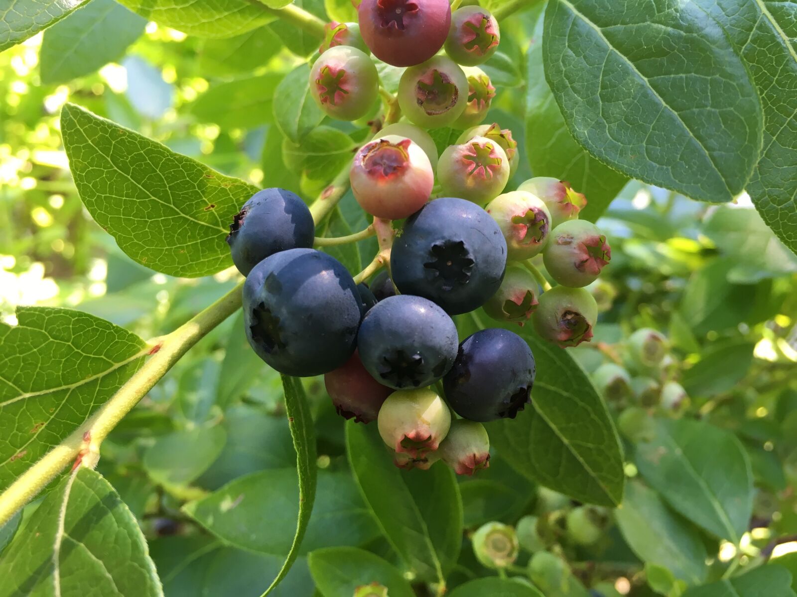 Apple iPhone 6s sample photo. Blueberries, bush, sweet photography