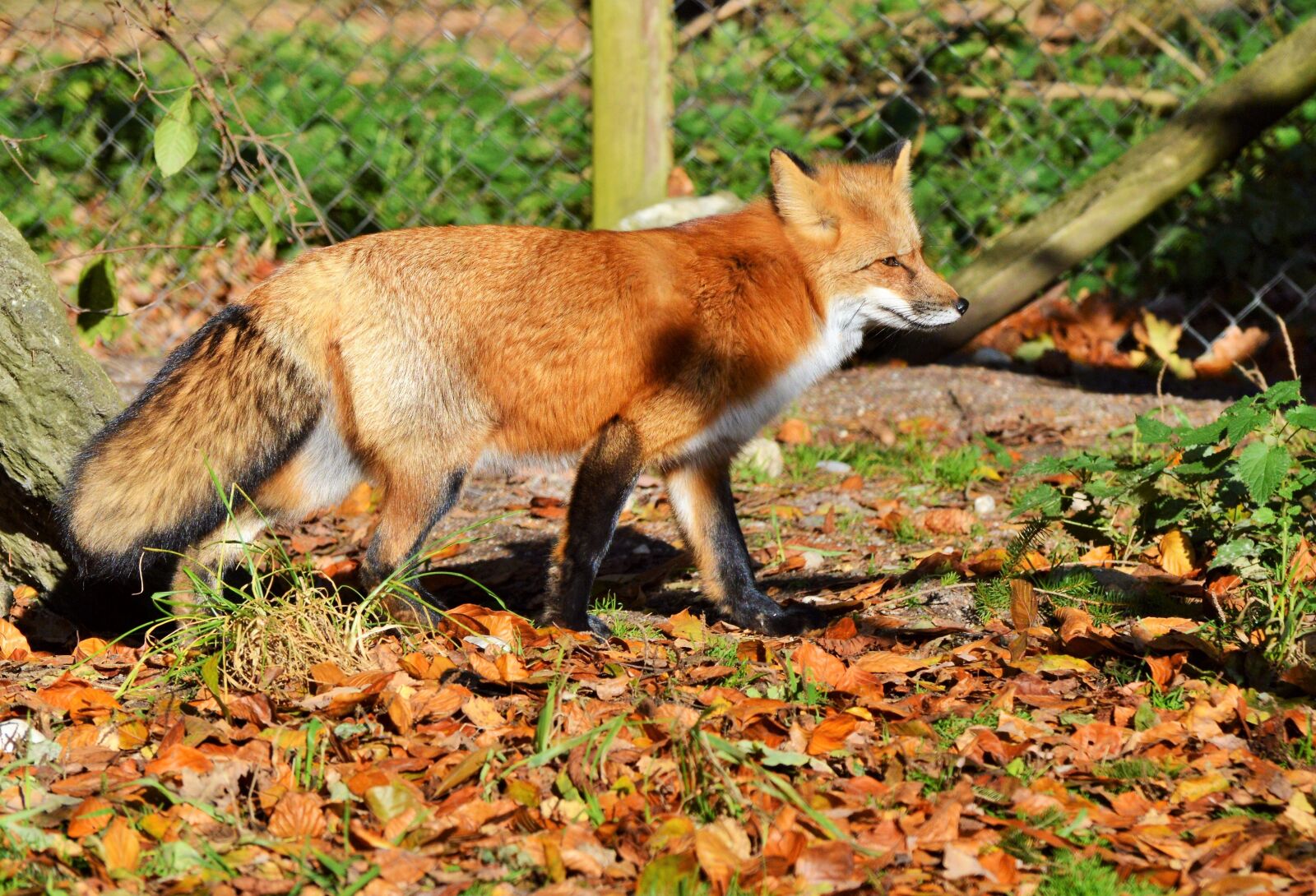 Nikon D3200 sample photo. Fuchs, red fox, predator photography
