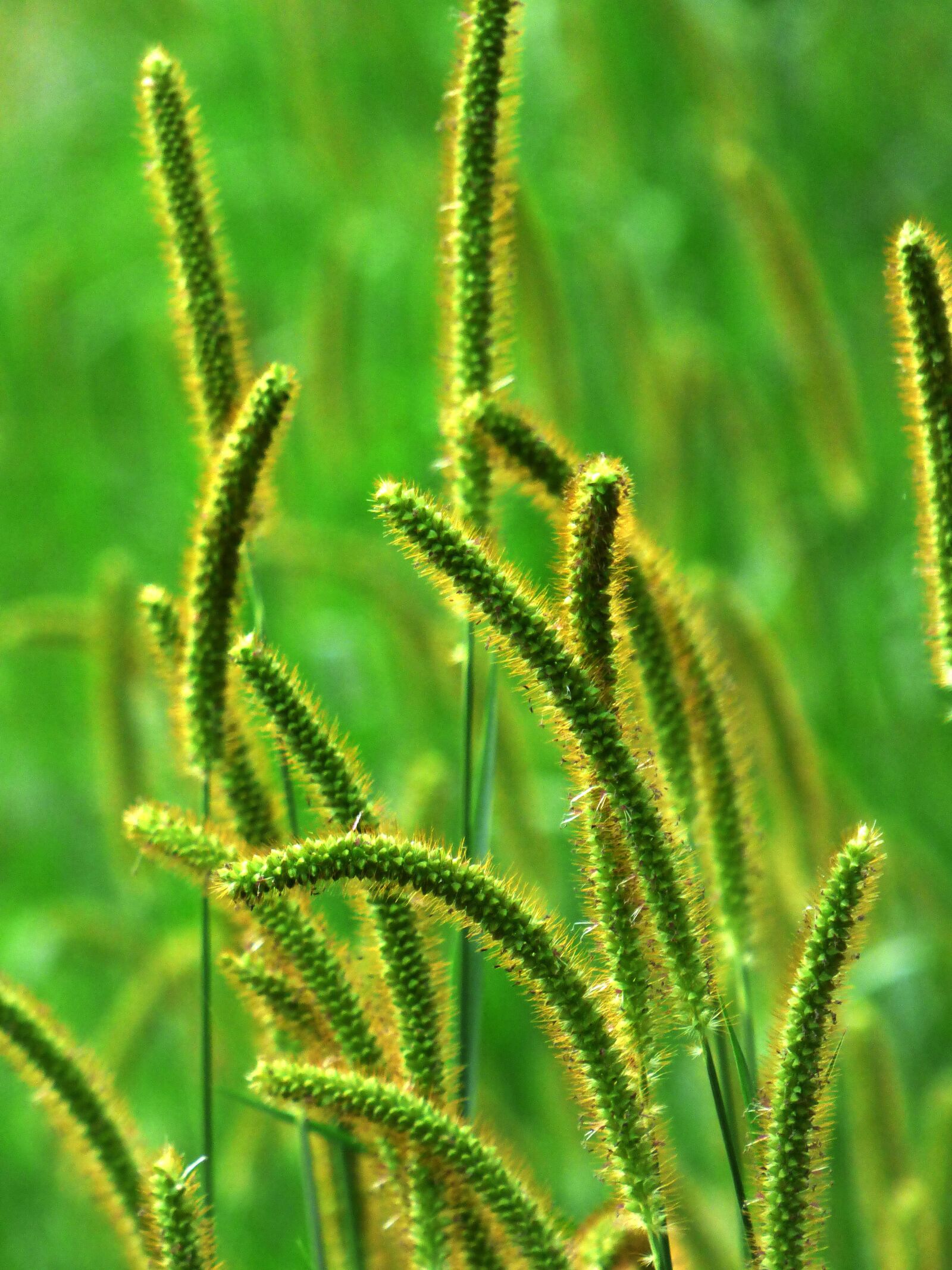 Panasonic DMC-FZ72 sample photo. Grass, wild, nature photography