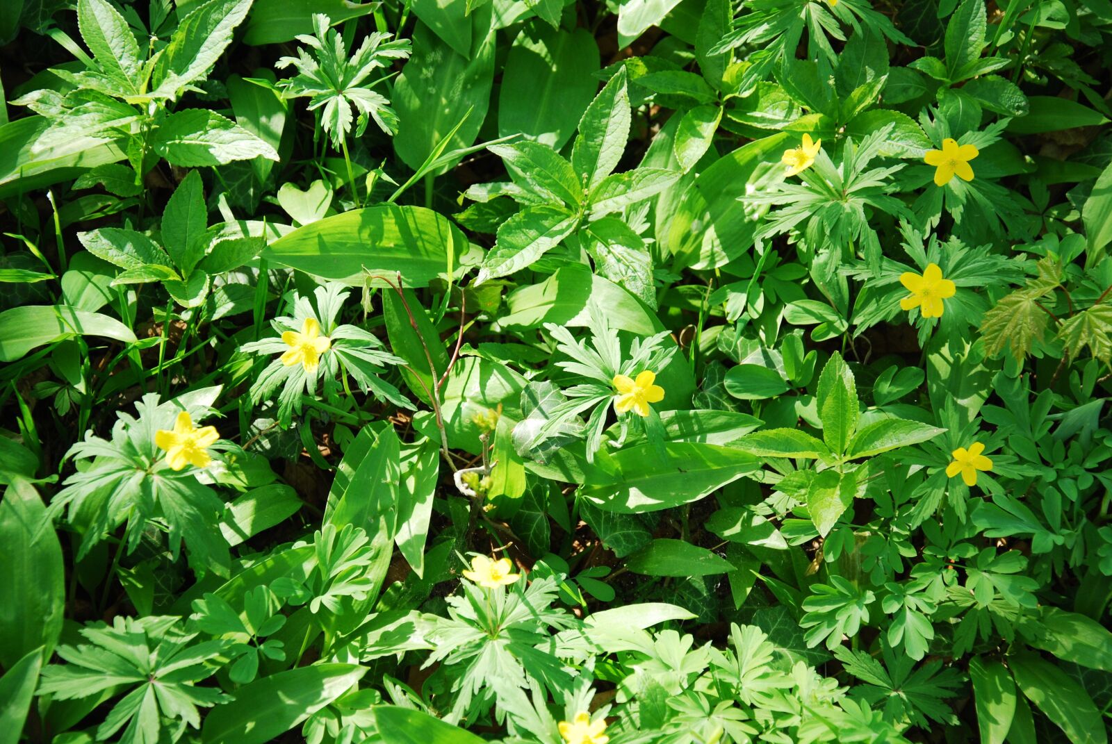 Nikon D60 sample photo. Spring, forest, resin photography