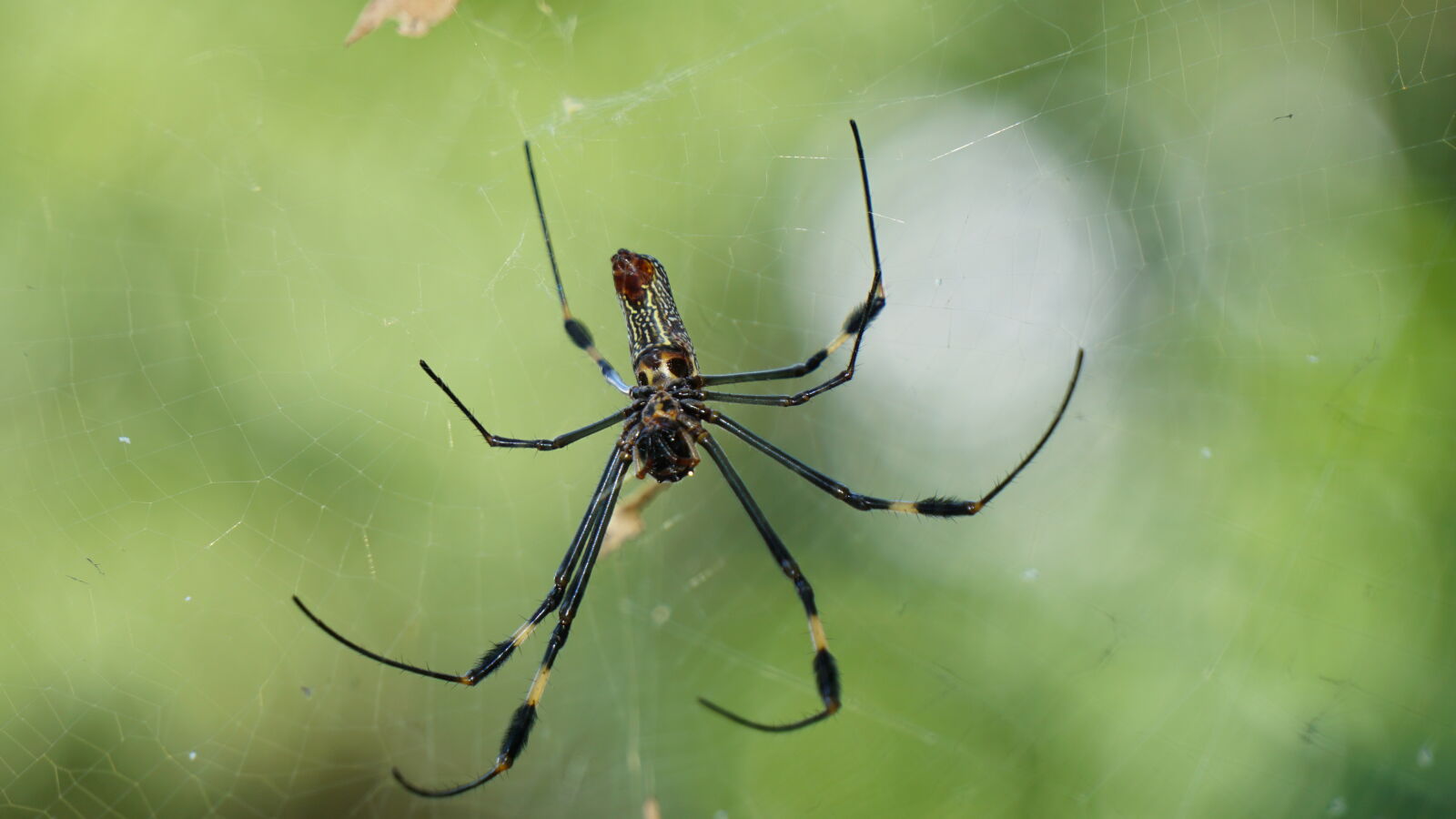 Sony a6000 + Sony E 55-210mm F4.5-6.3 OSS sample photo. Spider, spider, web photography