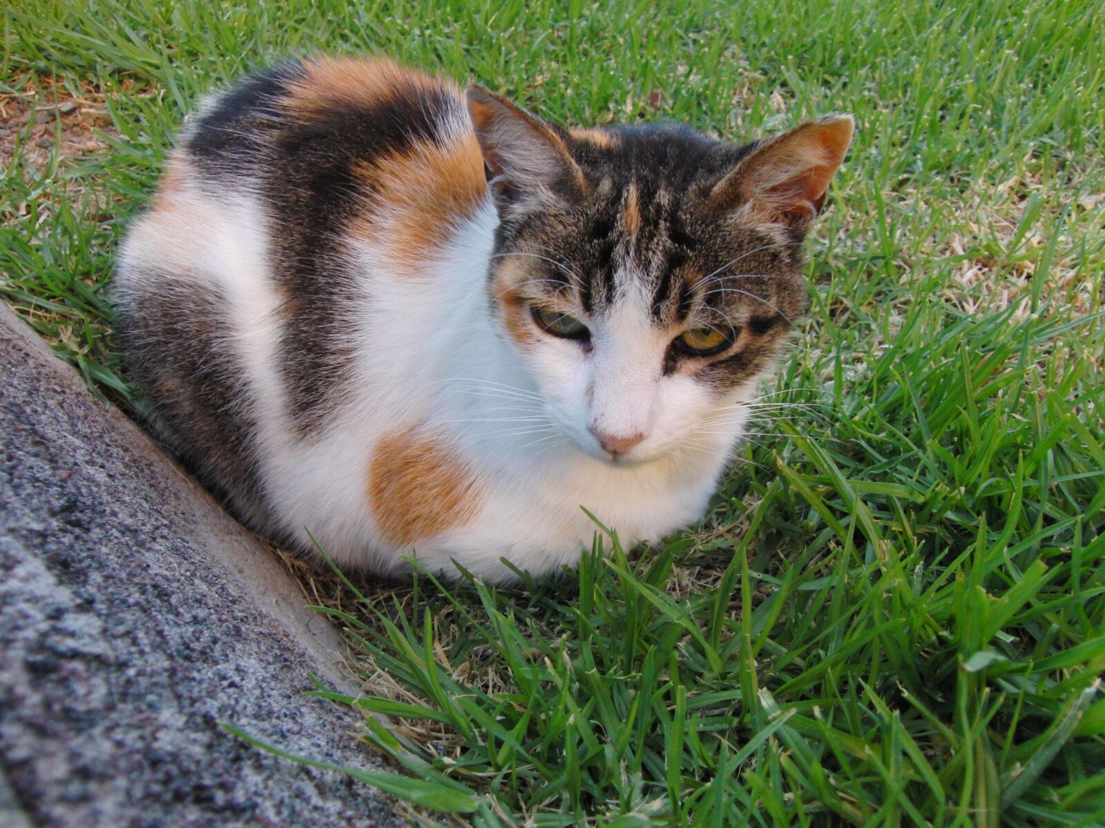 CASIO EX-FH20 sample photo. Cat, animal, pet photography