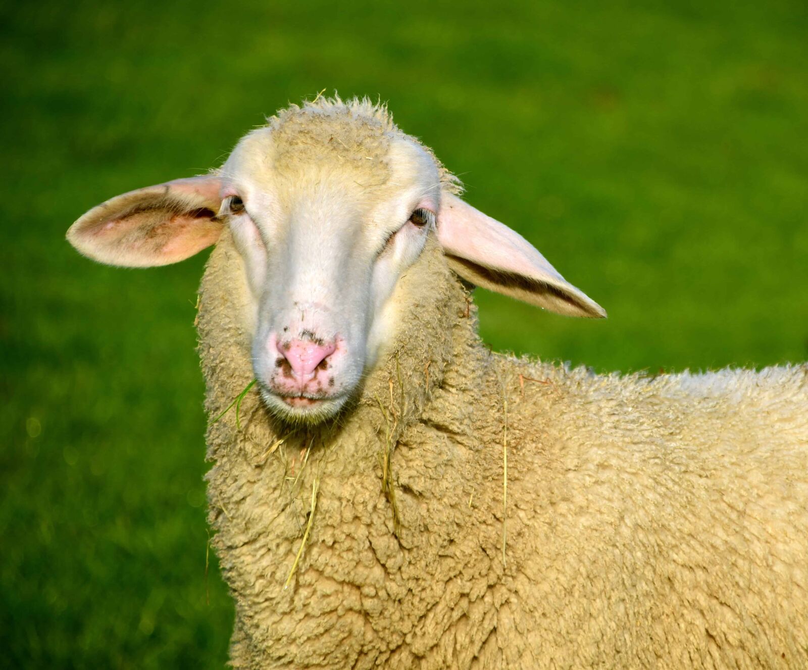 Nikon D3300 sample photo. Merino, grass, livestock, nature photography