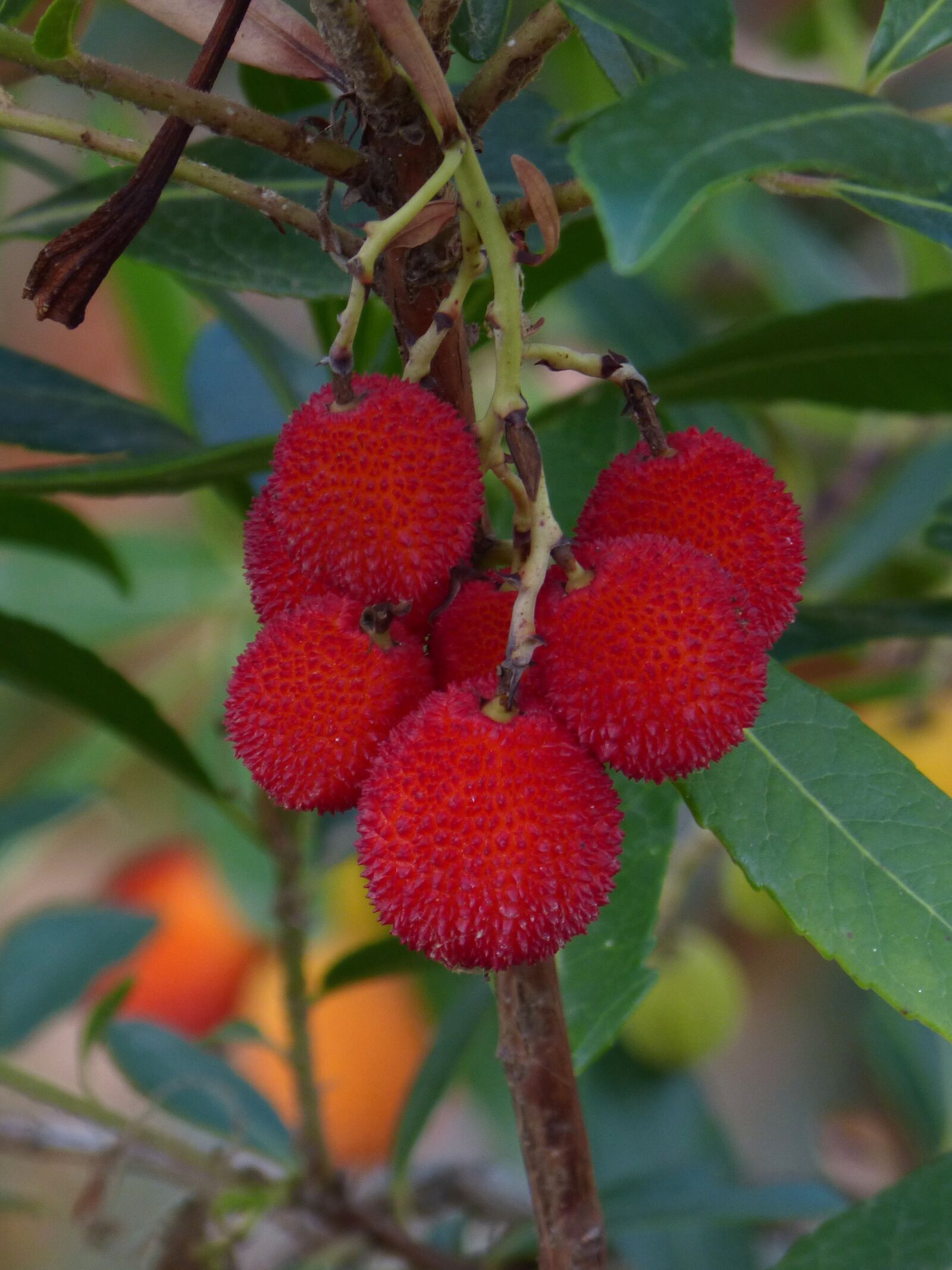 Panasonic DMC-FZ62 sample photo. Strawberry tree, winter, berry photography