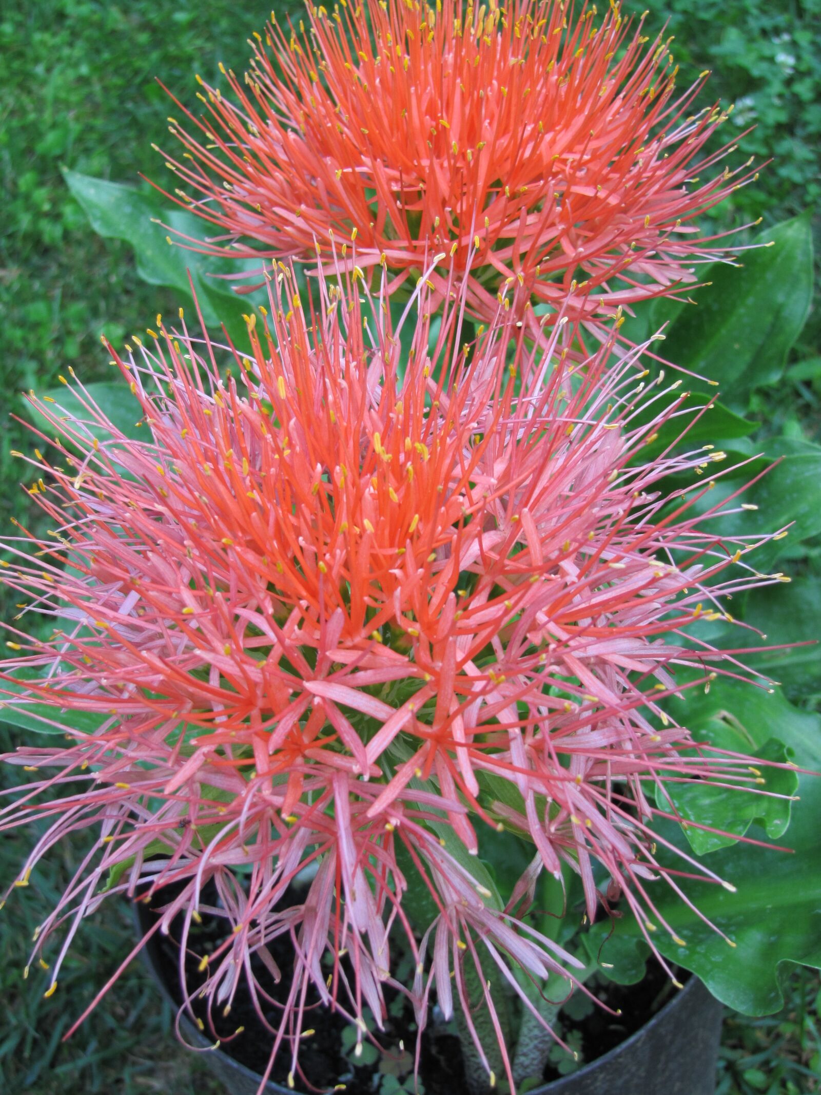 Canon PowerShot SX20 IS sample photo. Justin, flower, garden photography