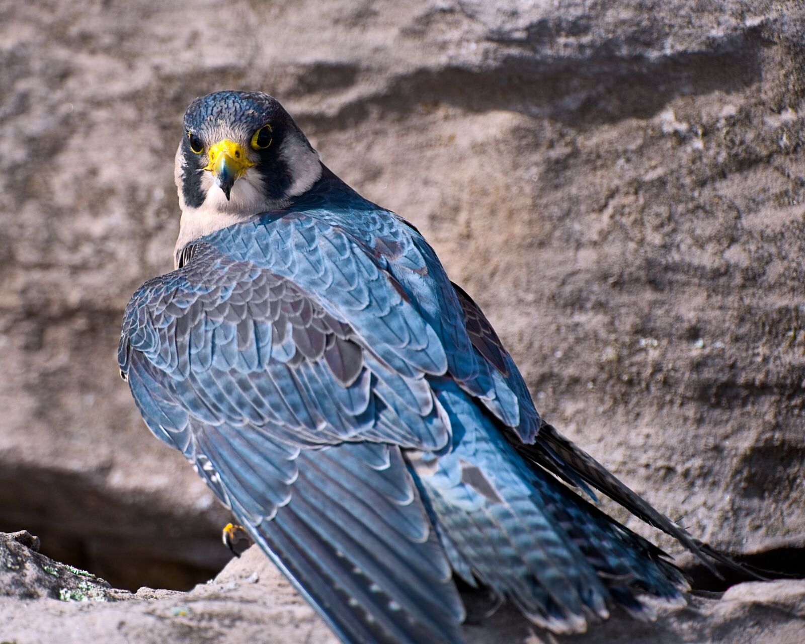 Nikon D700 sample photo. Wildlife, hawk, falcon photography