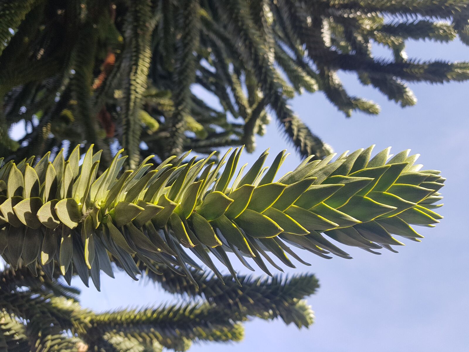 Samsung Galaxy S8+ sample photo. Tree, branch, plant photography