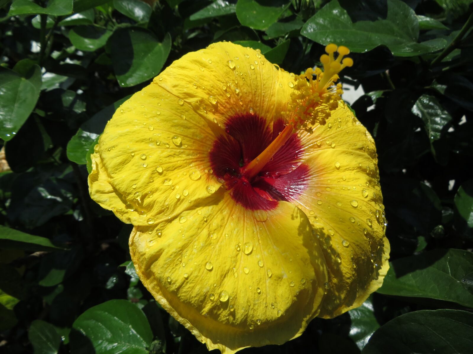 Canon PowerShot SX240 HS sample photo. Hibiscus, flower, stamen photography