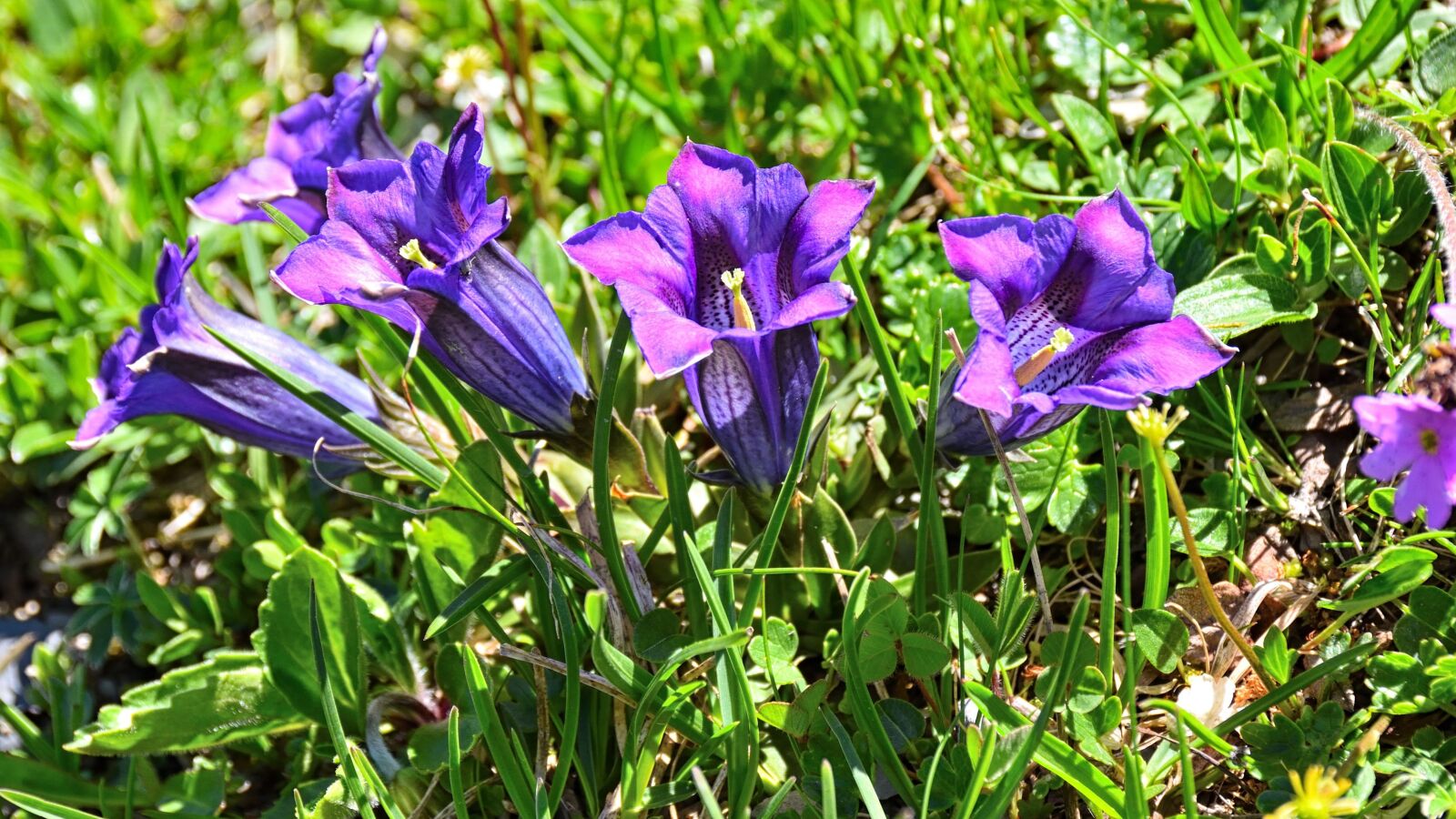 Nikon D5500 sample photo. Gentian, blossom, bloom photography