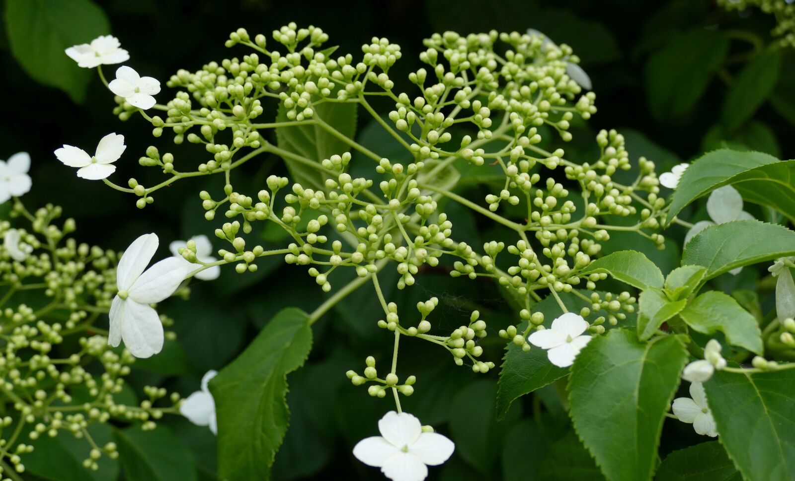 Panasonic Lumix DMC-FZ1000 sample photo. Hydrangea, garden, nature photography