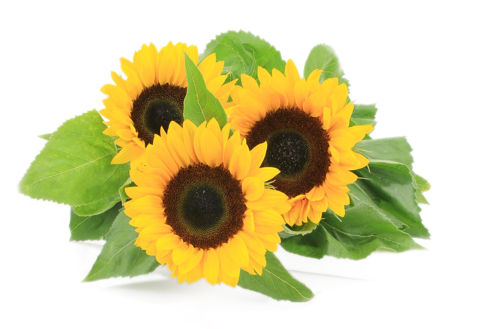 Canon EF-S 18-55mm F3.5-5.6 IS sample photo. Sunflower, autumn, still life photography