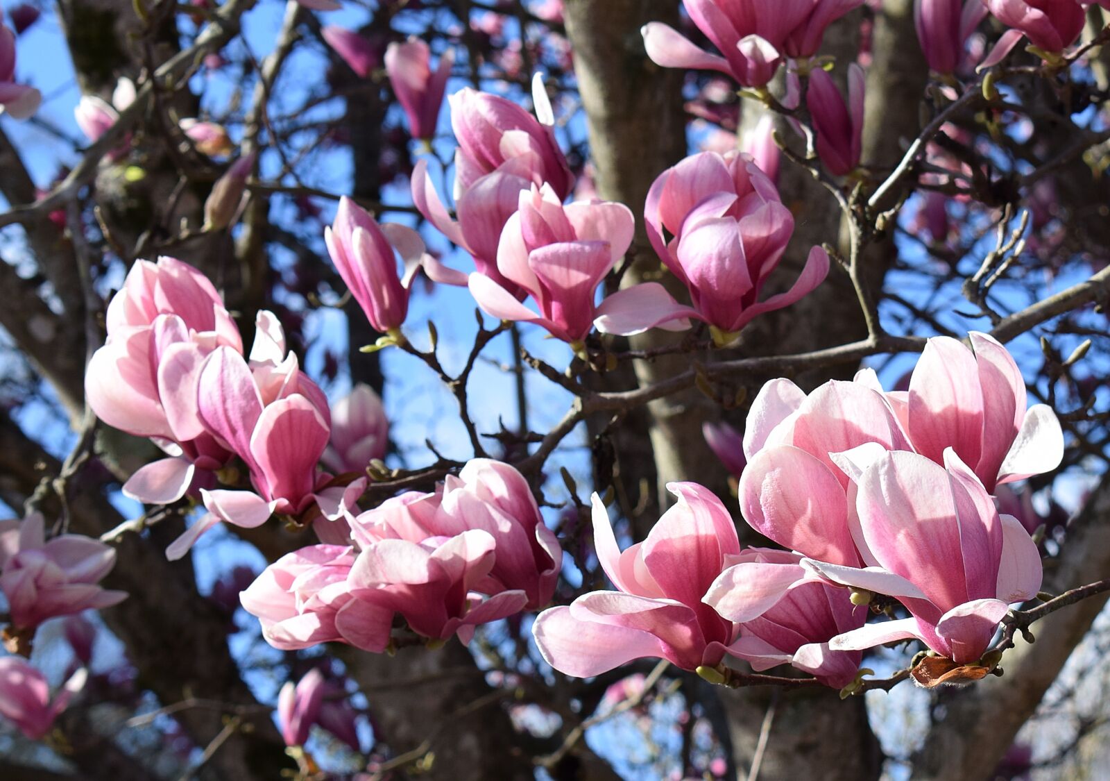 Nikon D3300 sample photo. Pink magnolia, magnolia, tree photography