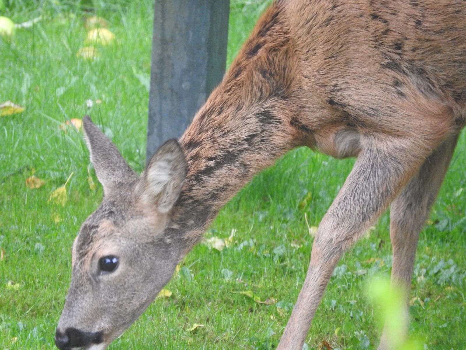 Nikon Coolpix P610 sample photo. Roe deer, nature, forest photography
