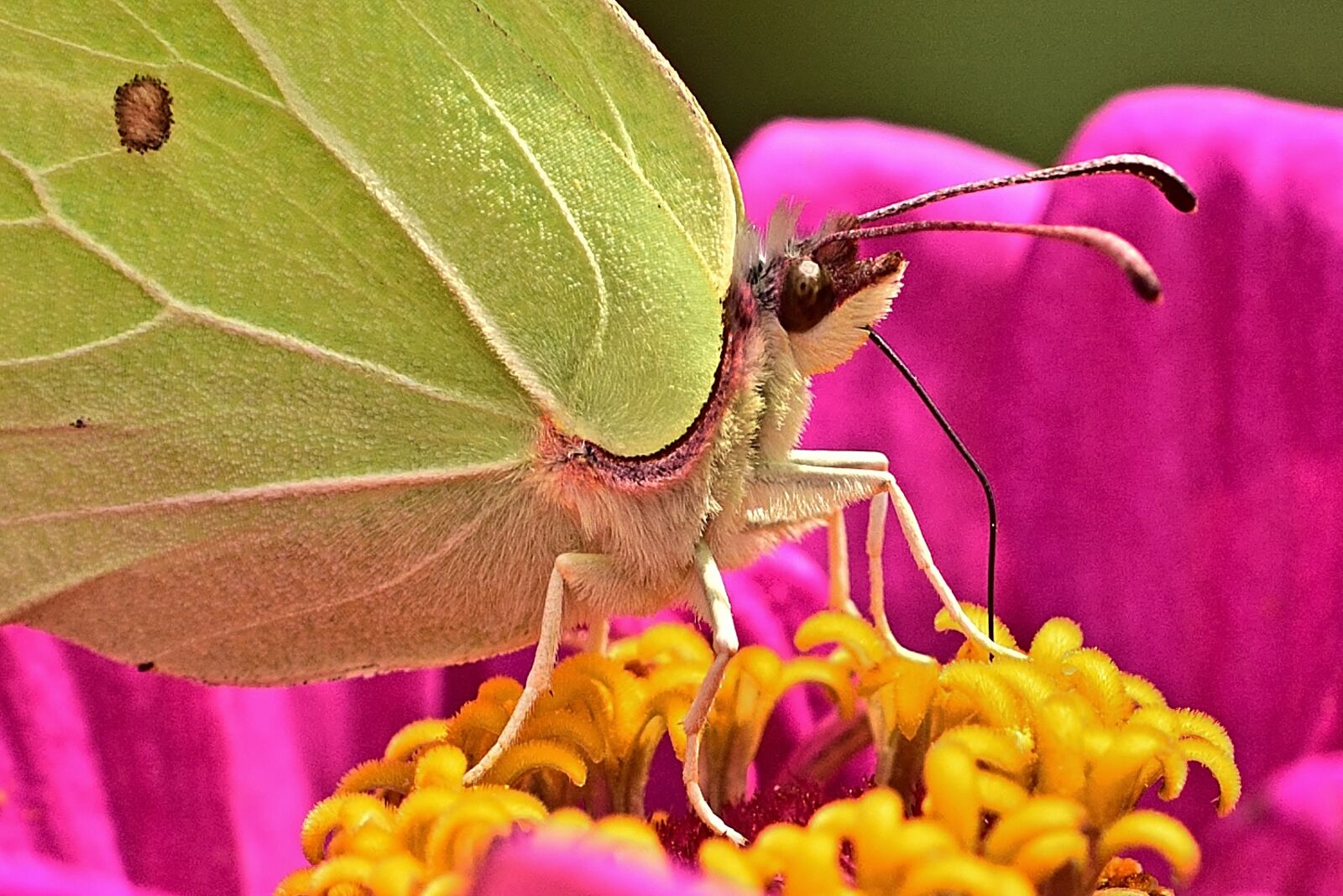 Nikon D5200 sample photo. Gonepteryx rhamni, macro, blossom photography