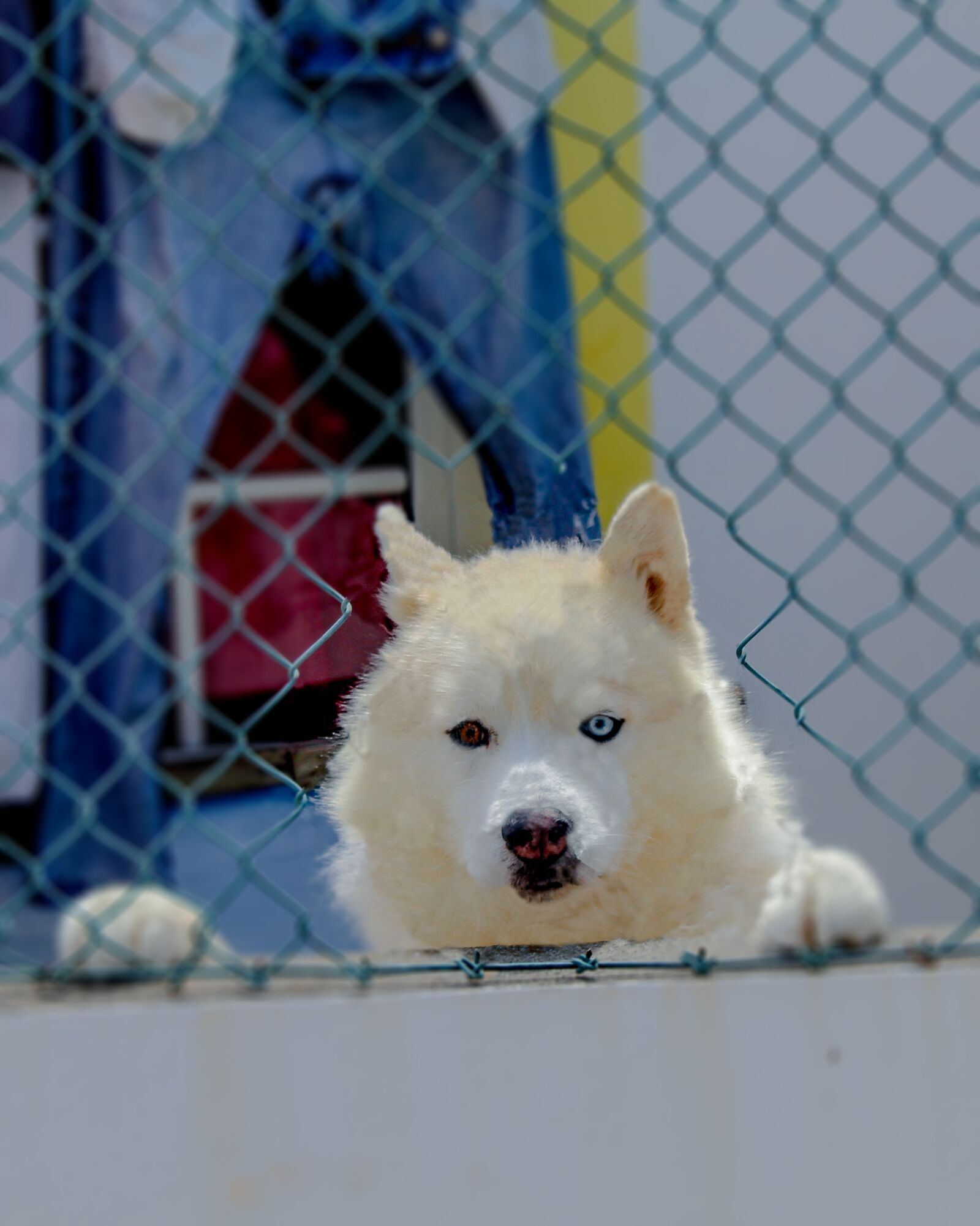 Canon EOS 4000D (EOS Rebel T100 / EOS 3000D) sample photo. Dog, husky, animal photography