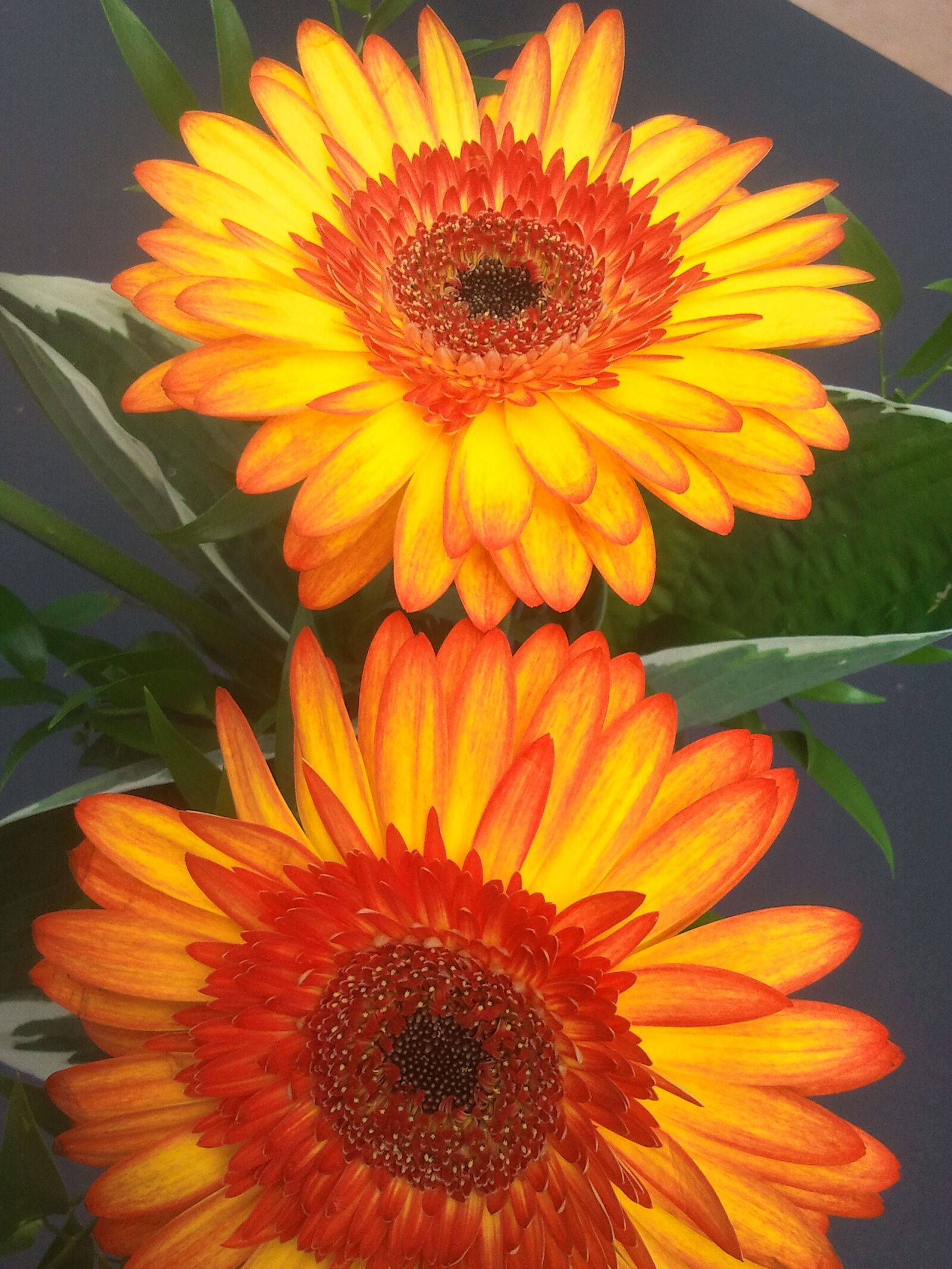 Samsung Galaxy S sample photo. Margarite, orange, flower photography