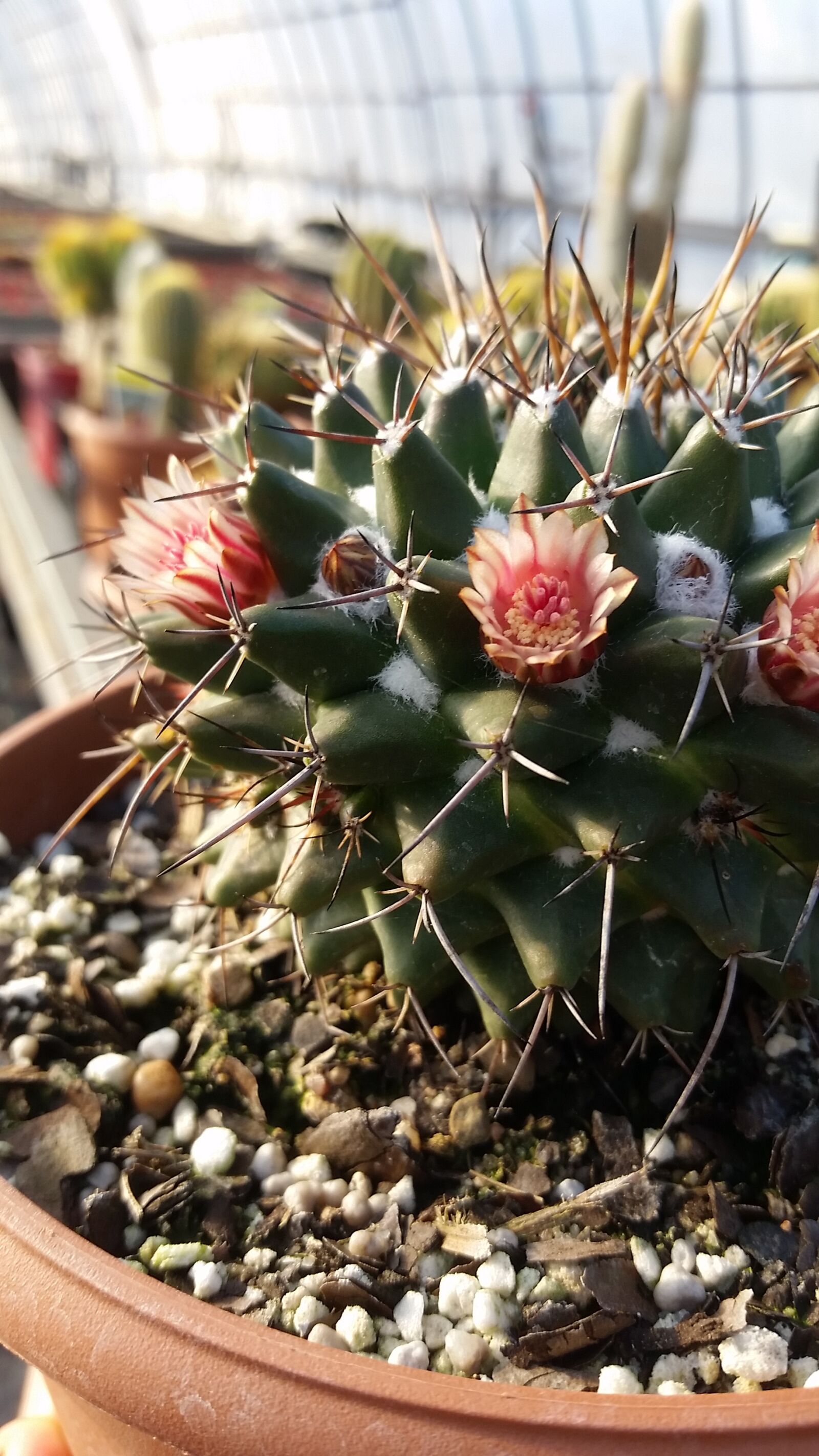 Samsung Galaxy S5 sample photo. Cactus, cacti, greenhouse photography