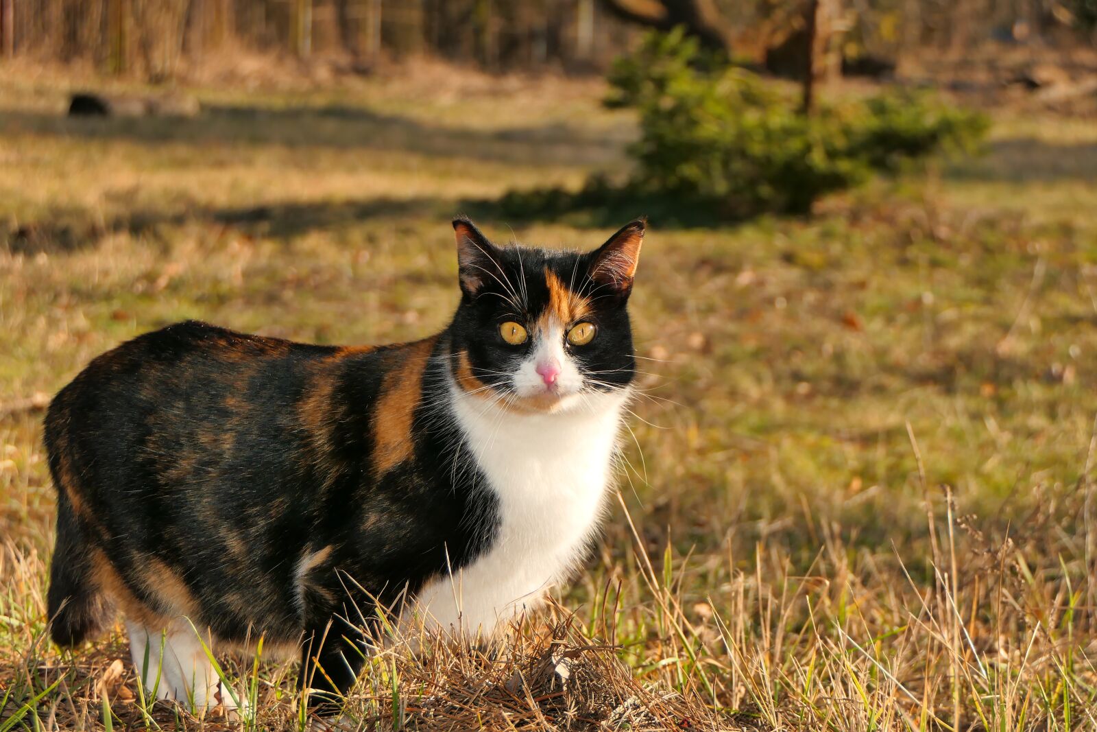 Panasonic Lumix DMC-FZ2500 (Lumix DMC-FZ2000) sample photo. Cat, female, lucy photography