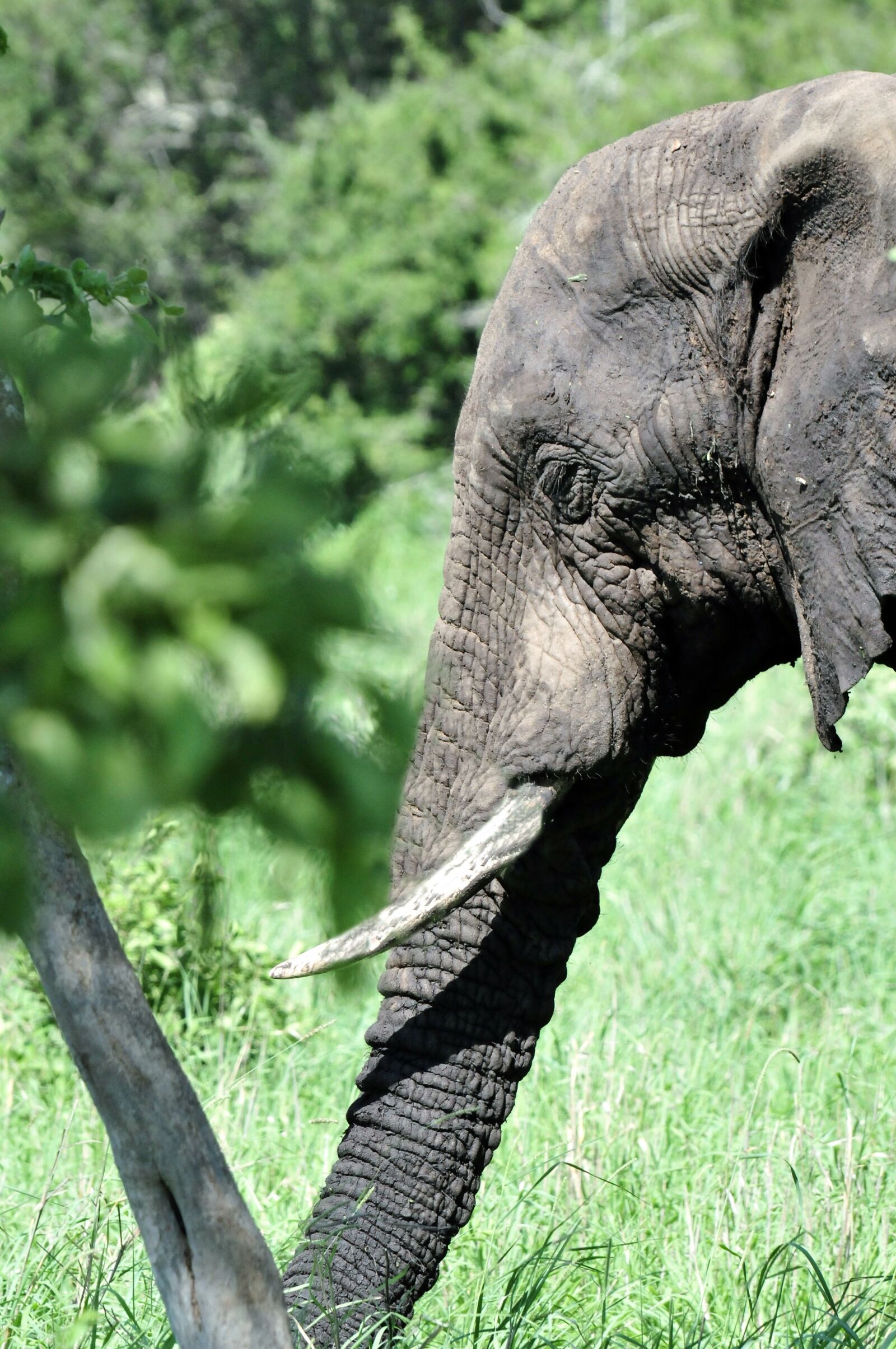 Nikon D300 sample photo. Elephant, mammal, south africa photography
