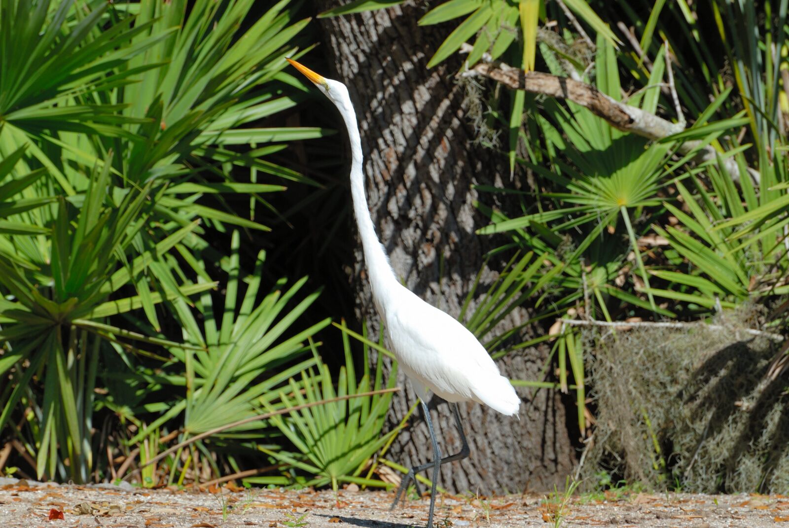 Nikon D200 sample photo. Great white heron, tropical photography