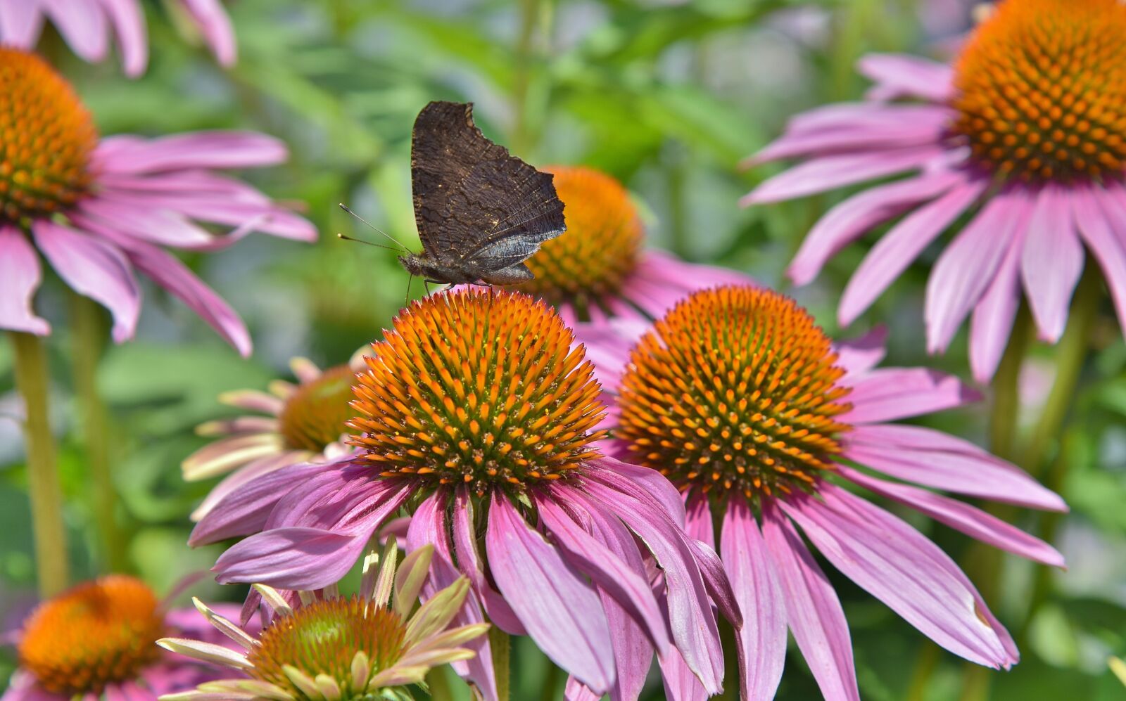 Nikon D750 sample photo. Coneflower, peacock butterfly, butterfly photography