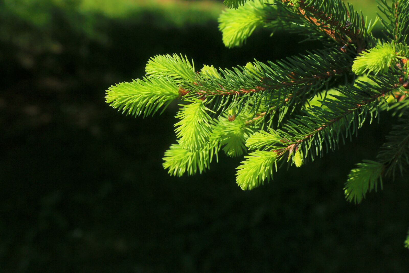 Canon EF 24-105mm F4L IS USM sample photo. Pine, forest, spring photography