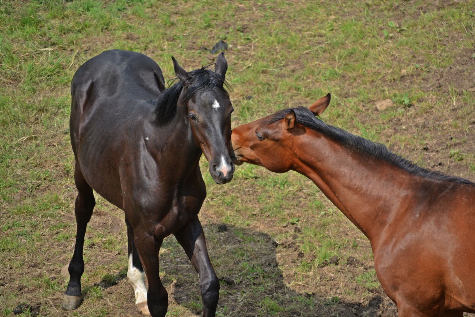 Nikon D5200 sample photo. Horses, flock, coupling photography