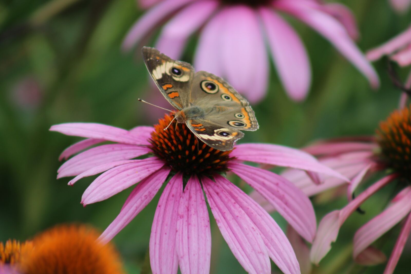 Canon EOS 600D (Rebel EOS T3i / EOS Kiss X5) sample photo. Nature, flower, insect photography