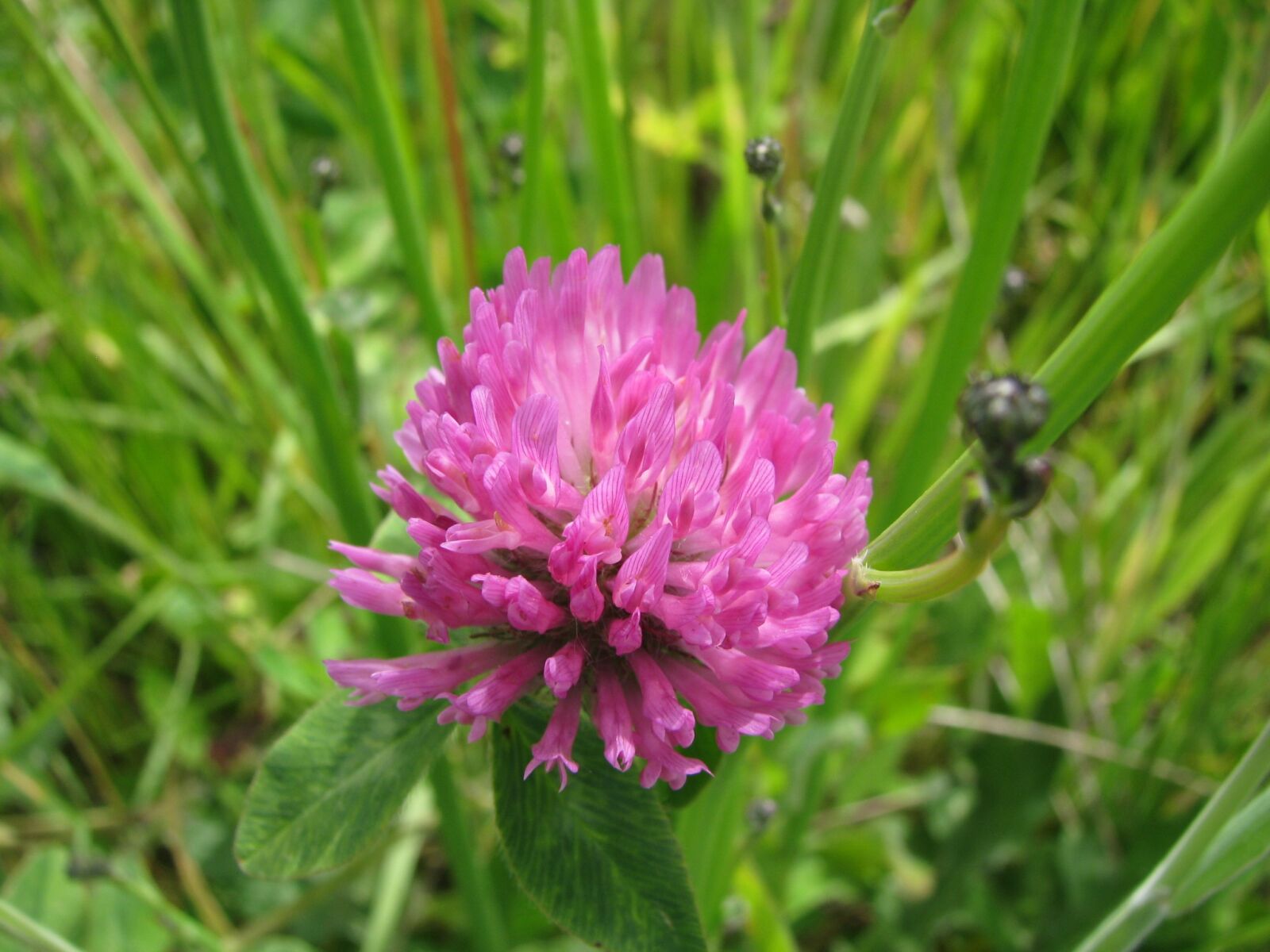 Canon POWERSHOT S5 IS sample photo. Wild flower, fuchsia, macro photography