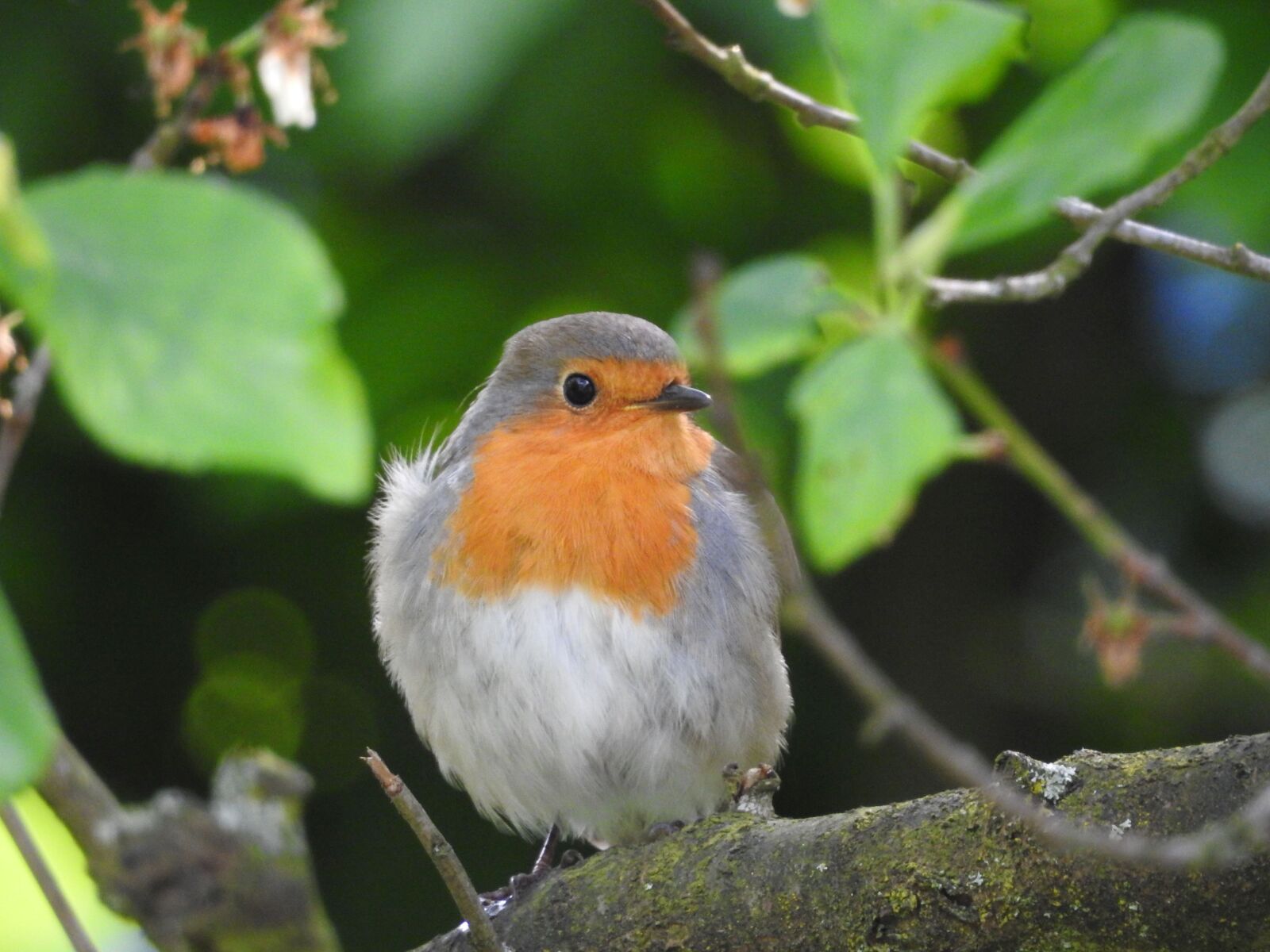 Nikon Coolpix P900 sample photo. Robin, bird, garden photography