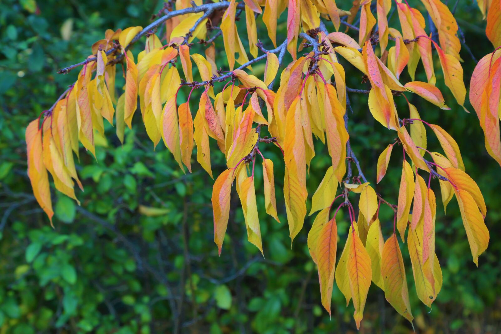 Canon EF 24-105mm F4L IS USM sample photo. Autumn, the leaves are photography